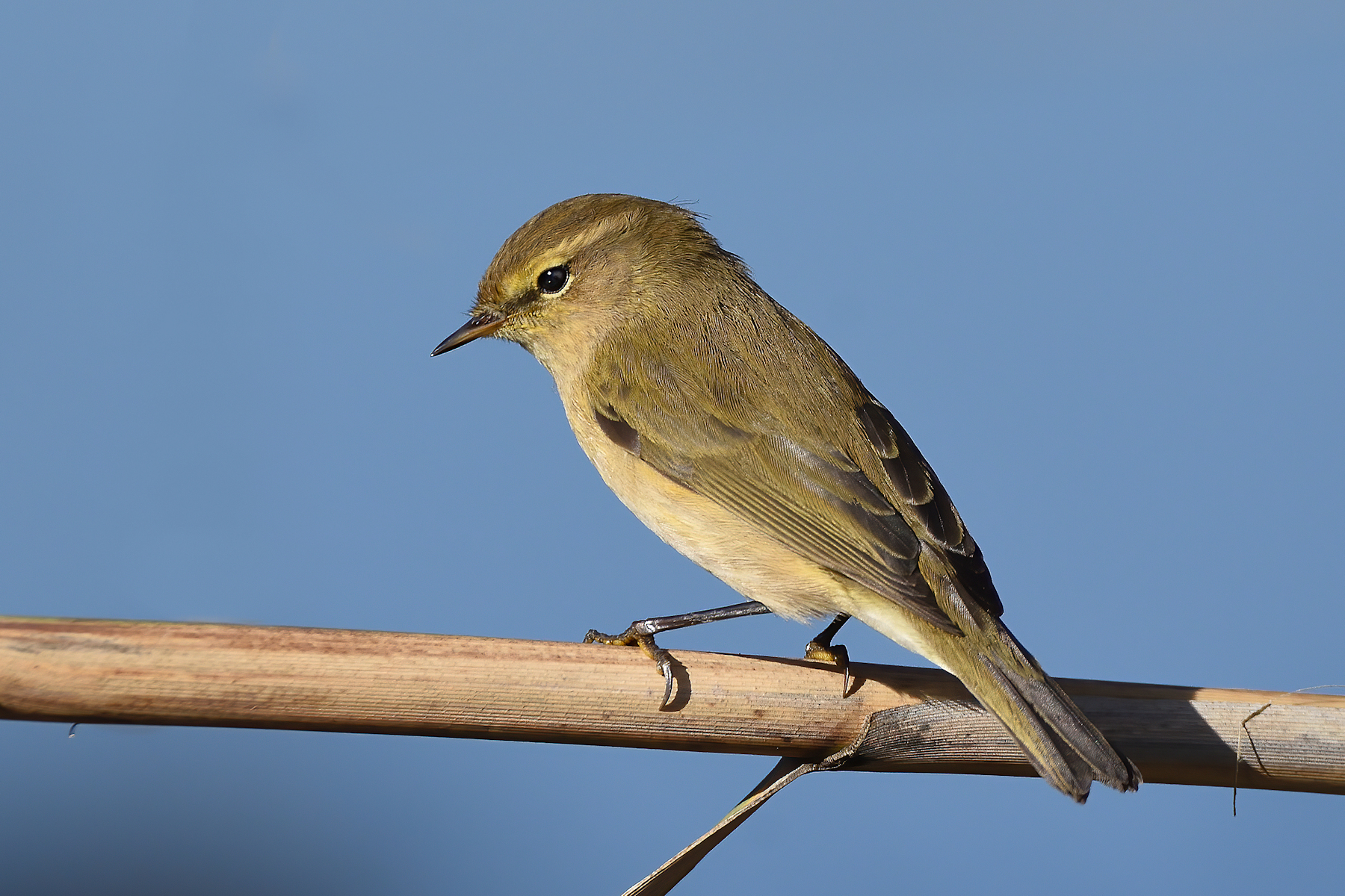 Chiffchaff