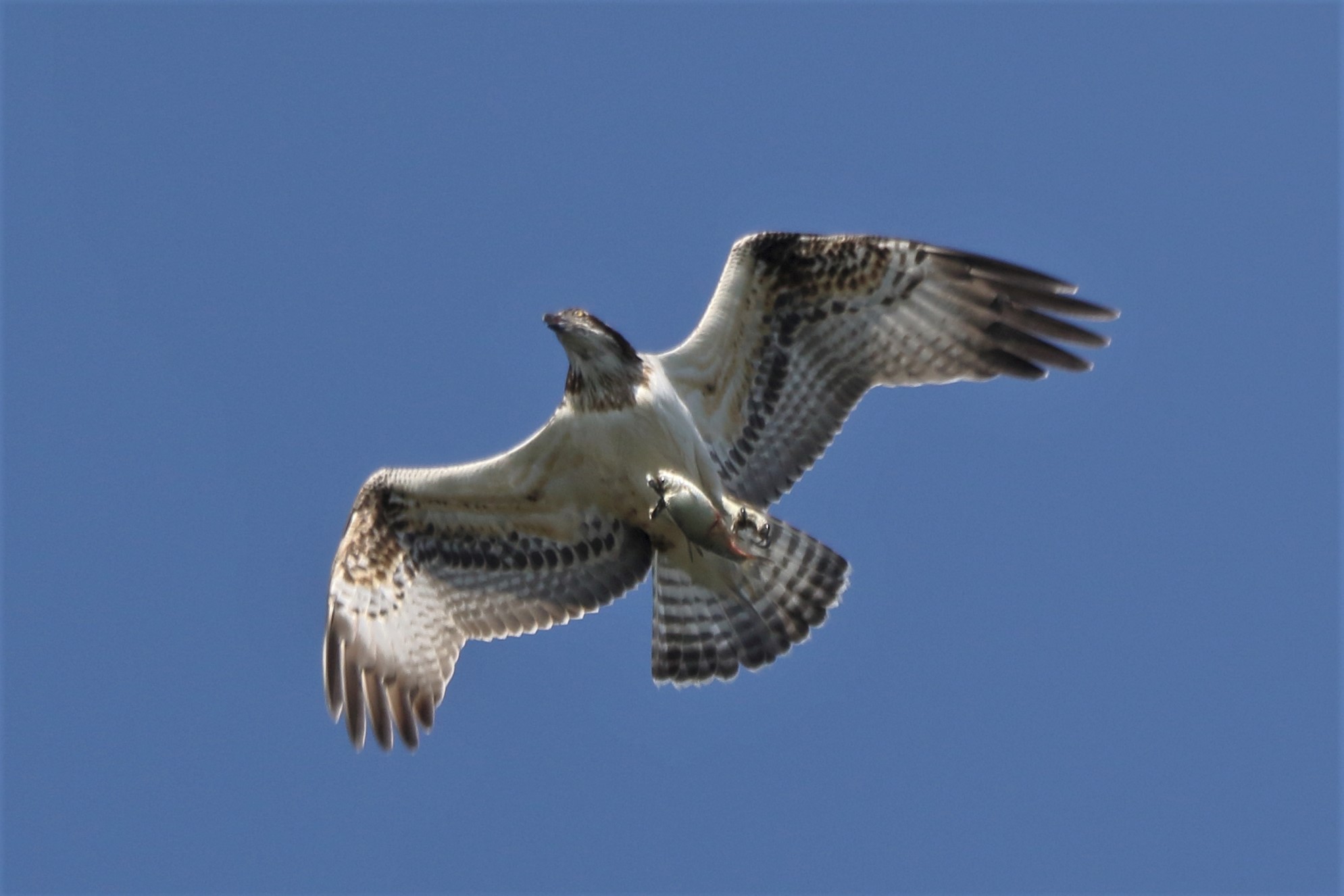 Osprey with prey 256