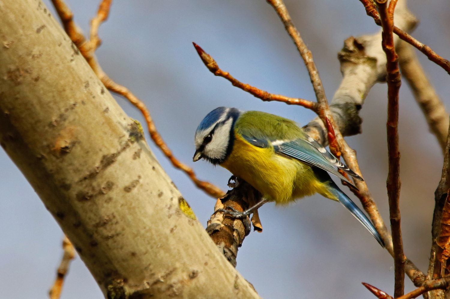 Blue Tit - Parus caeruleus