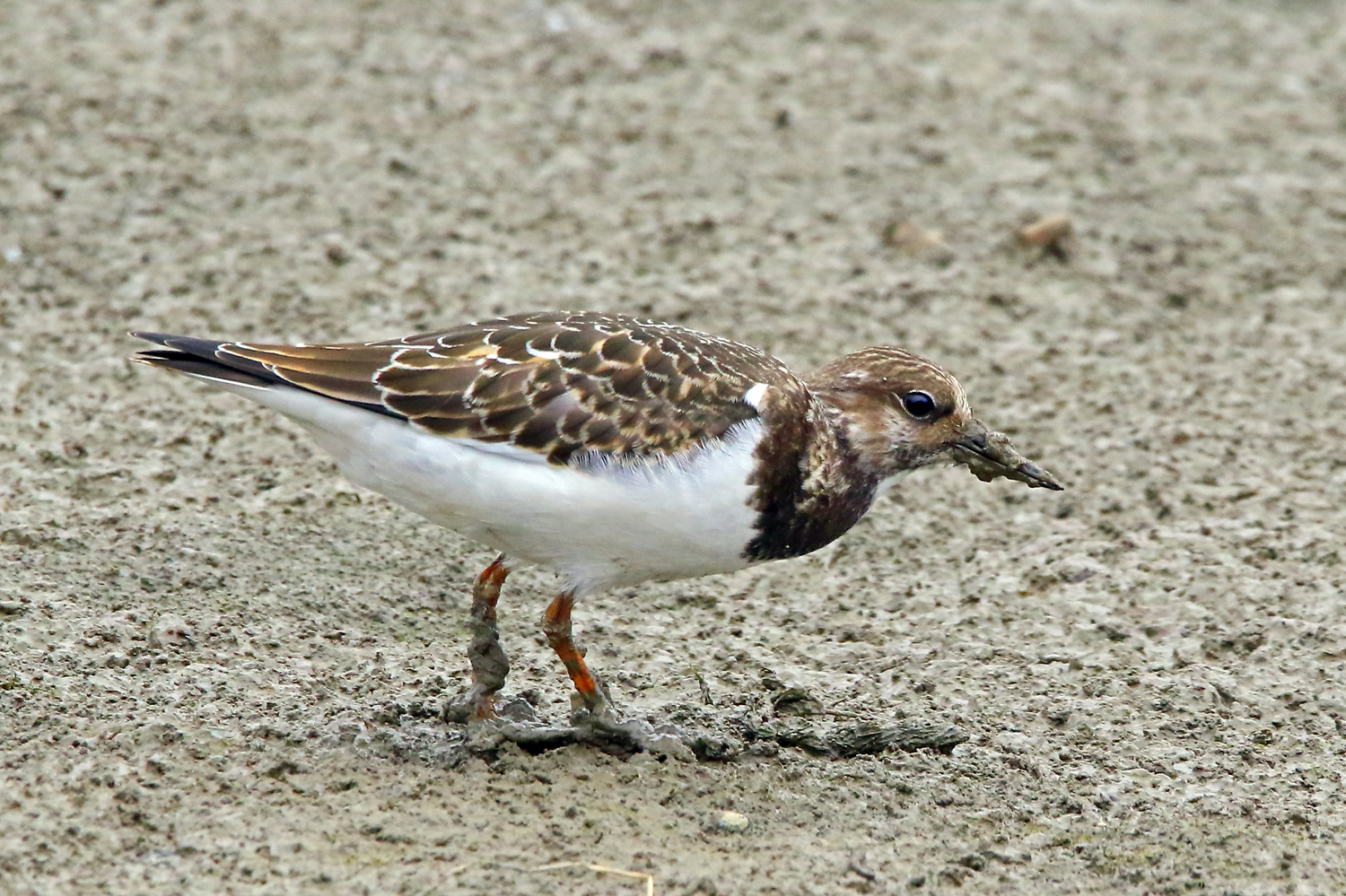 Ruddy Turnstone - Arenaria interpres