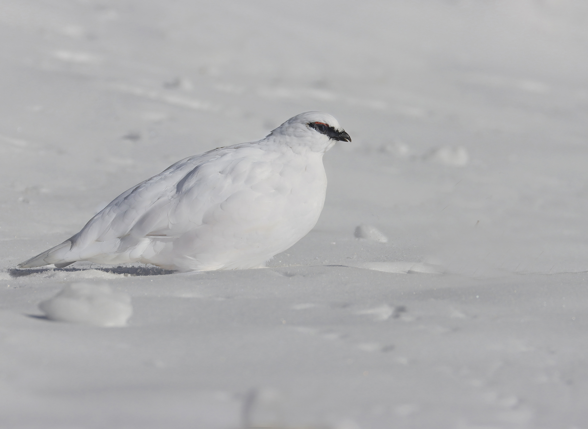 sprofondando nella neve, pernice bianca