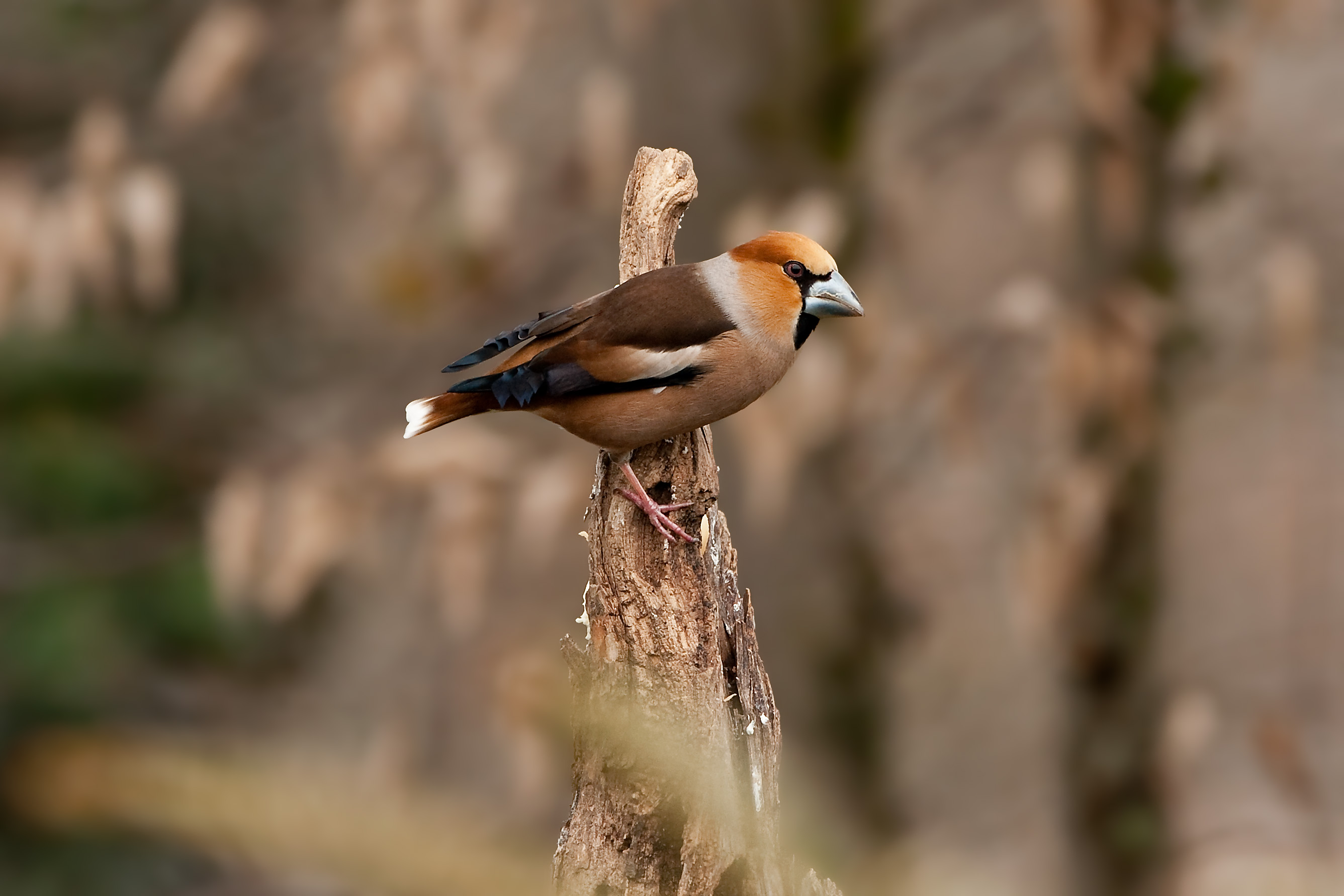 Hawfinch
