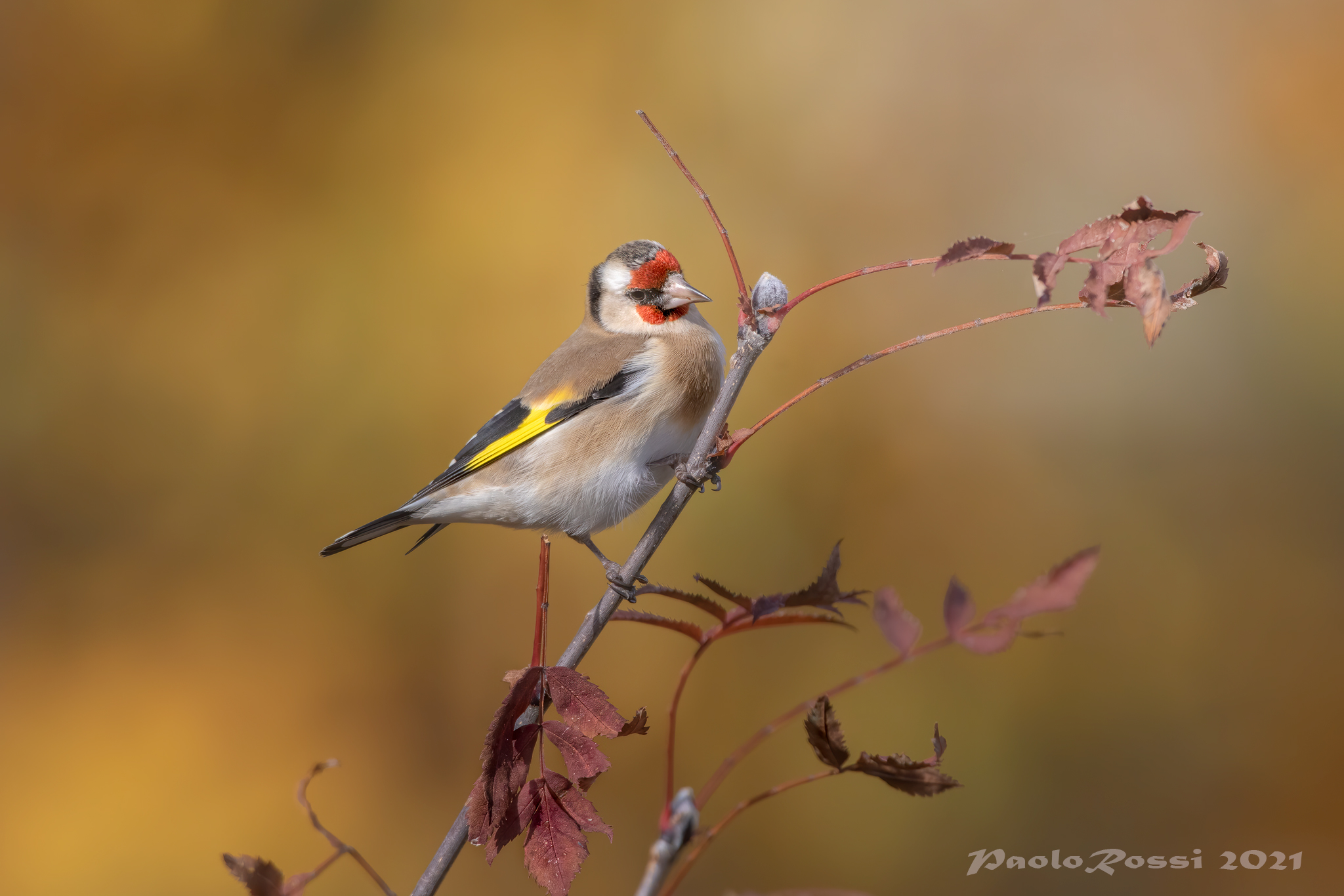 Goldfinch in autumn dress...