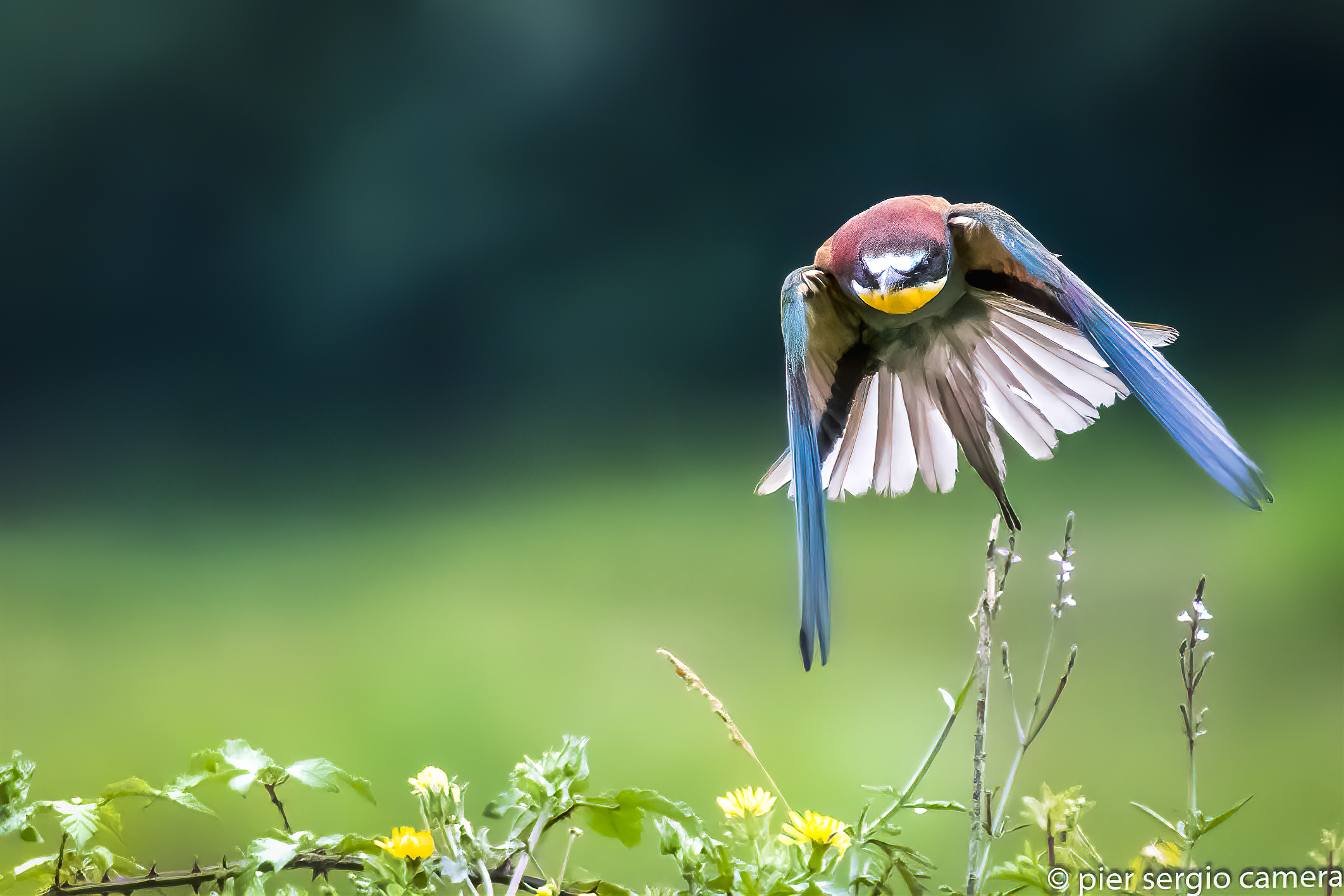 Looking for food