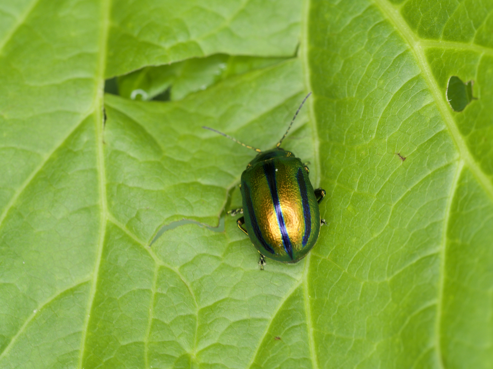 Beetle