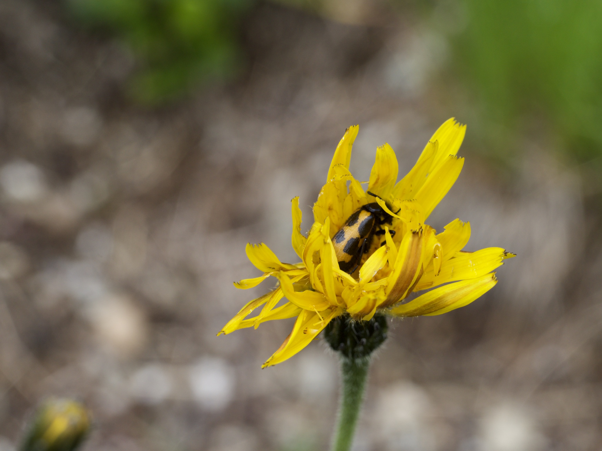 Inhabited flower