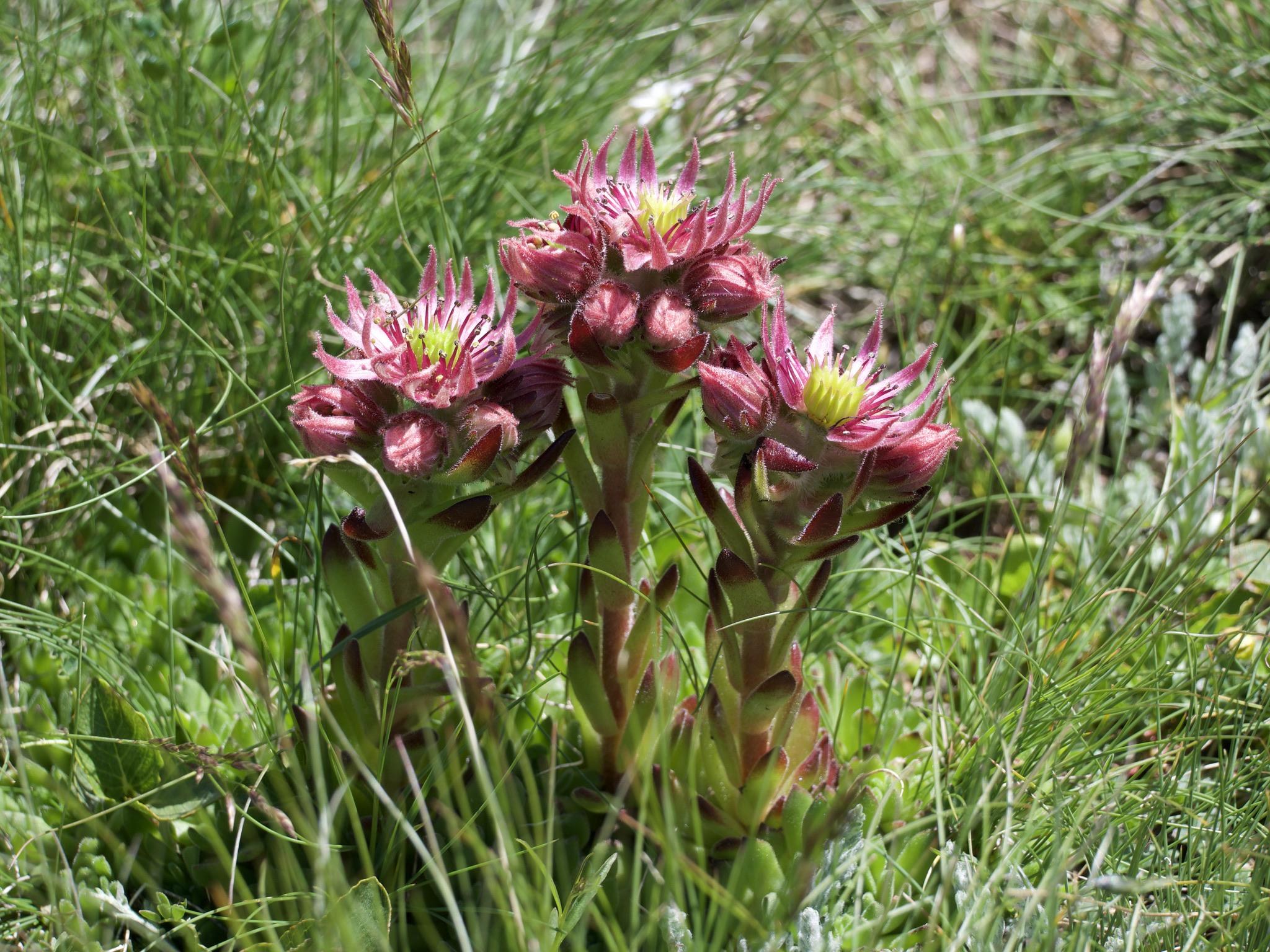 Saxifrage