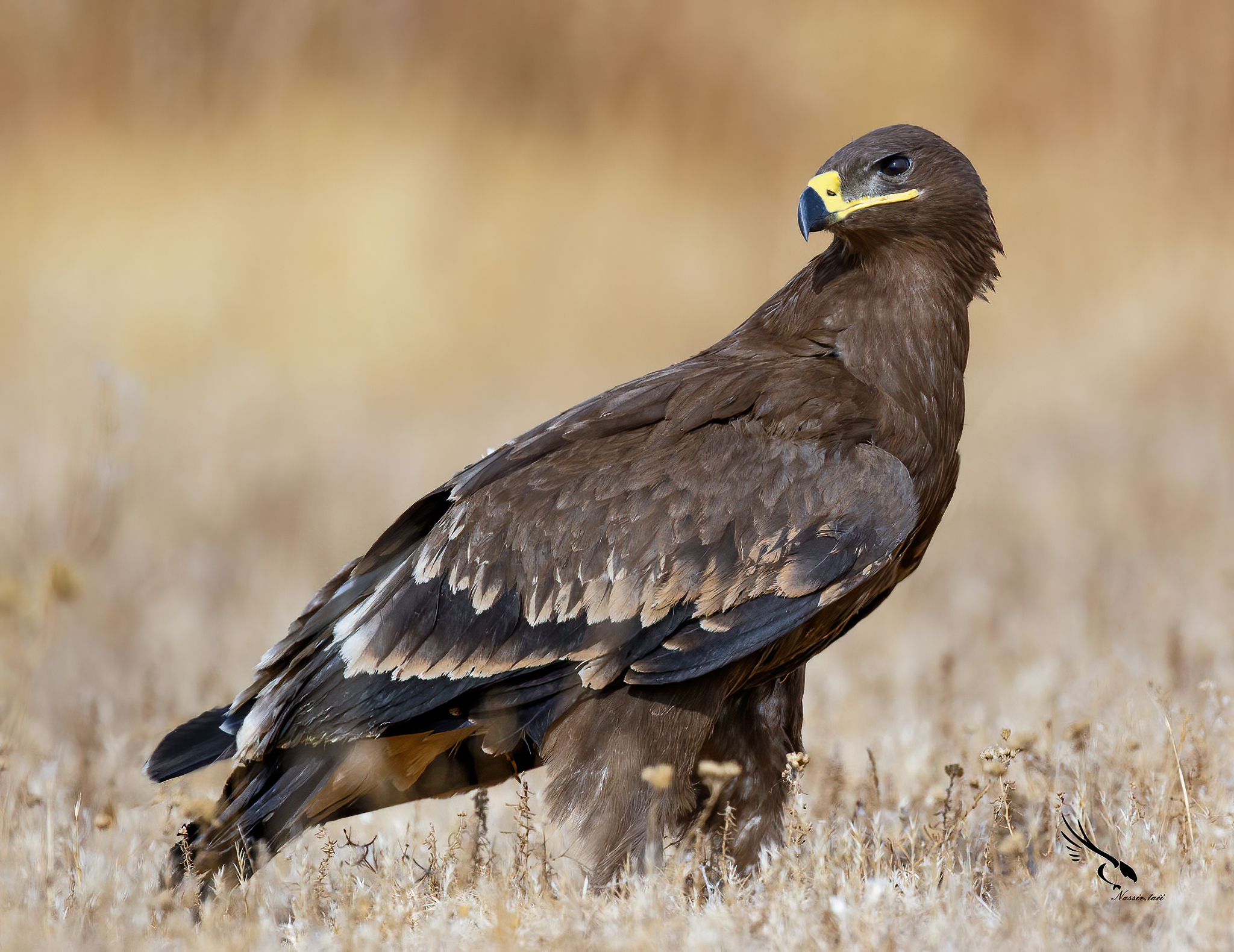 Aquila delle steppe