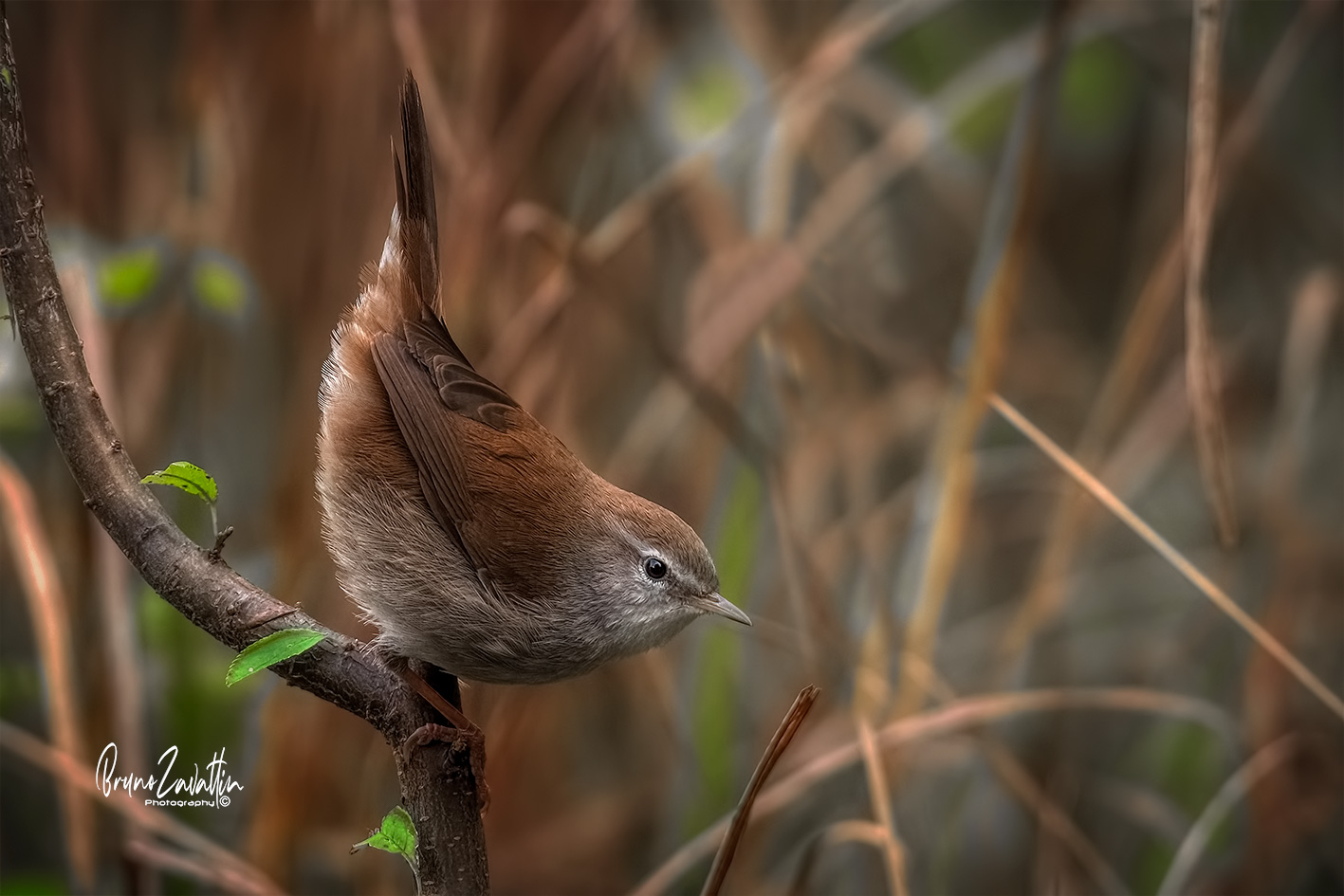 River nightingale