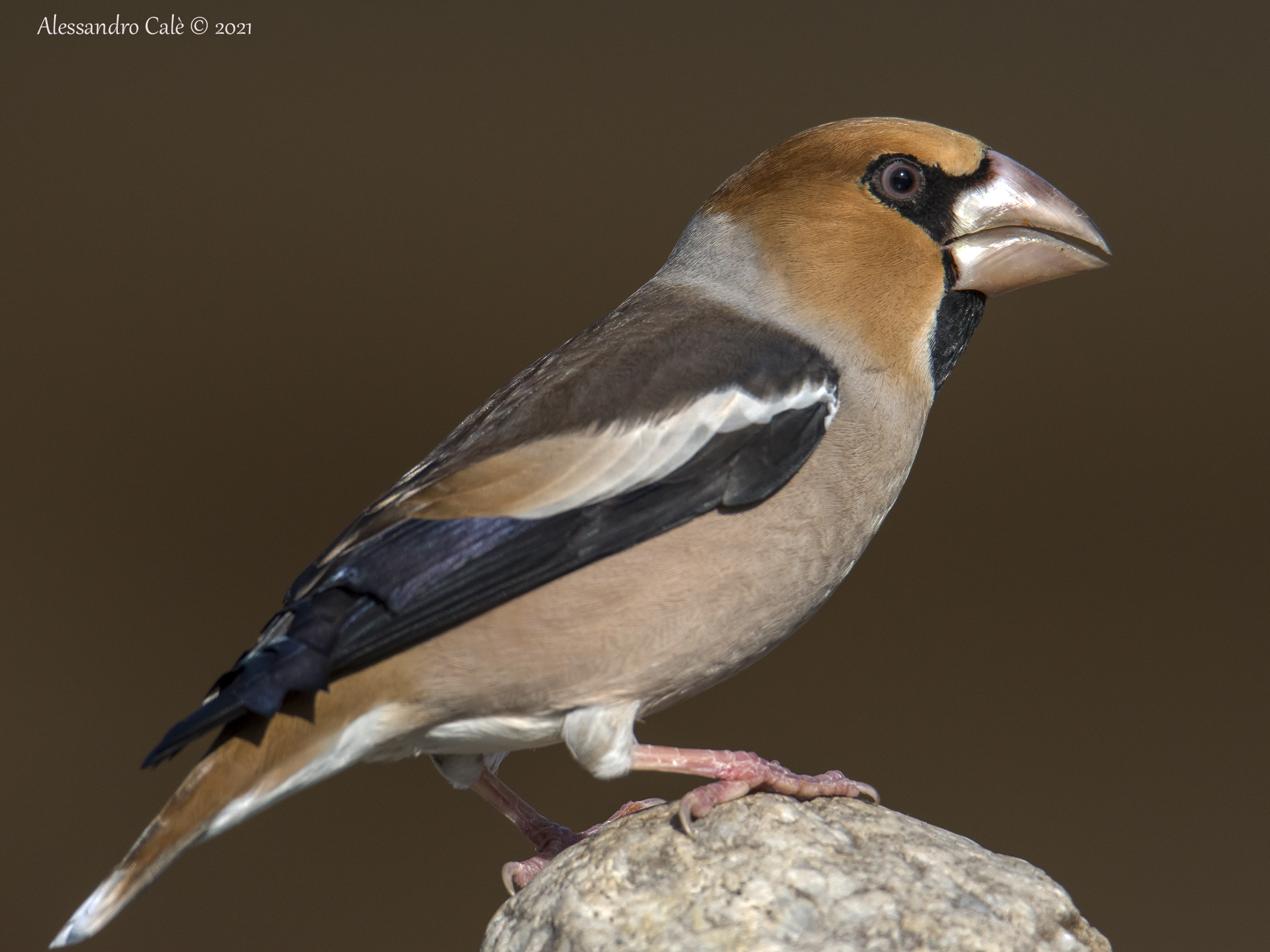 Coccothraustes coccothraustes ( Frosone) 0438