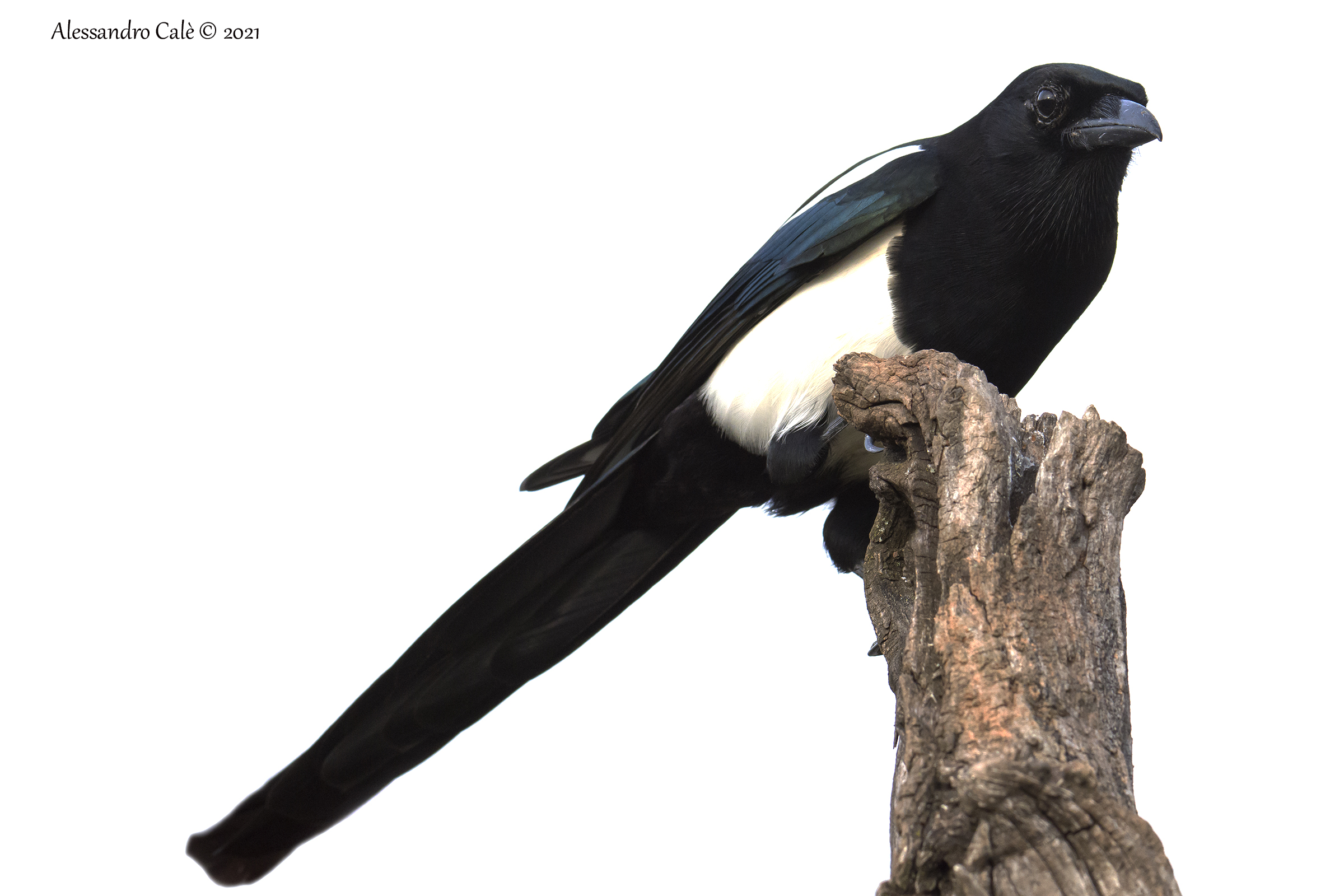 Pica pica (Gazza) 0330