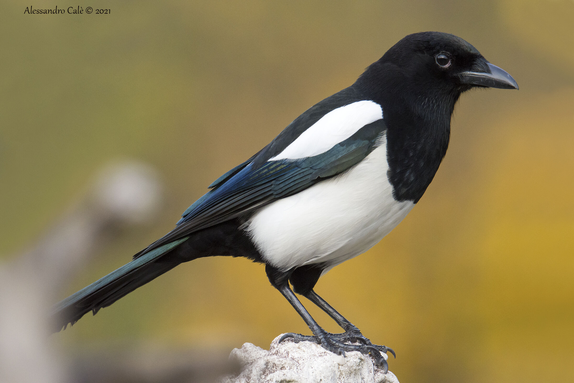 Pica pica (Magpie) 0318