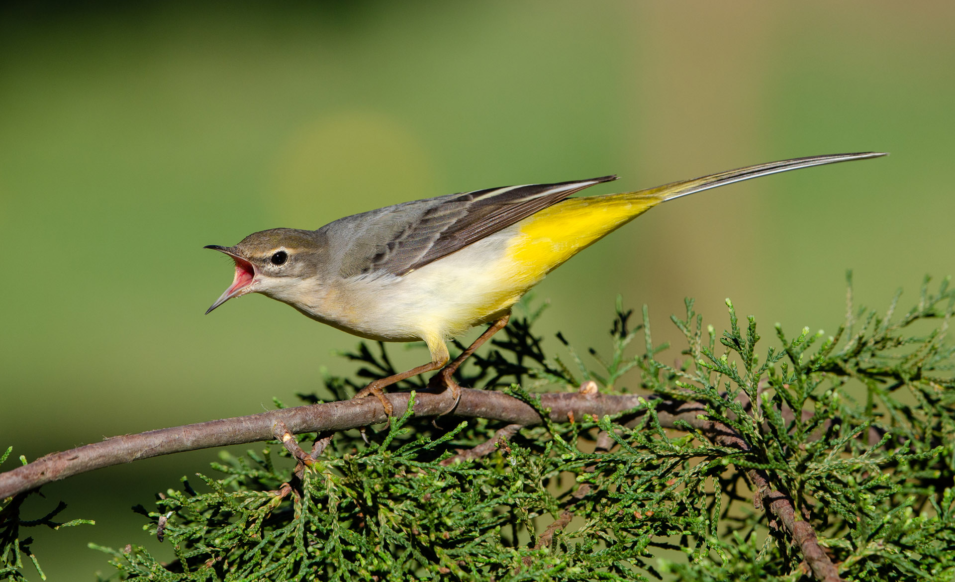 Grey wagtail
