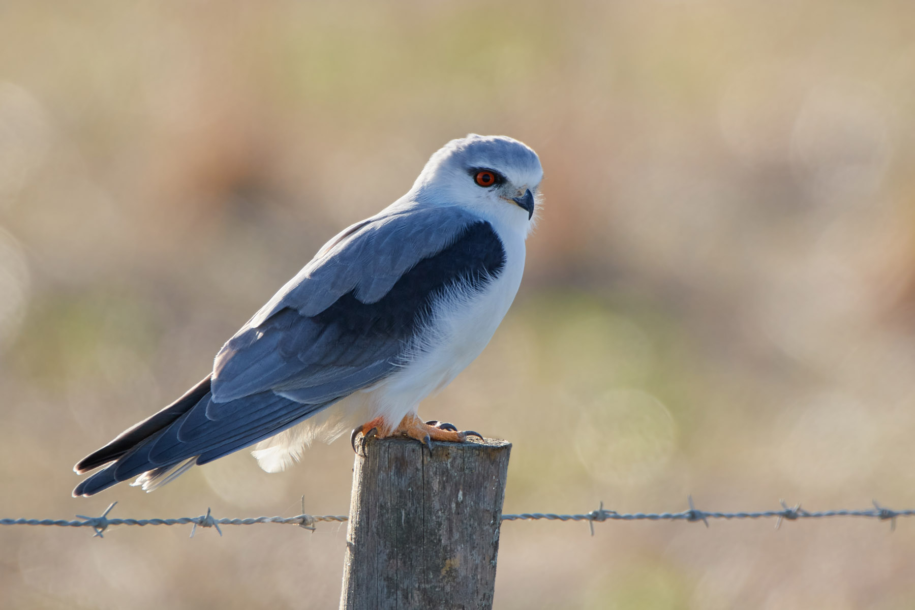 Black-winged kite