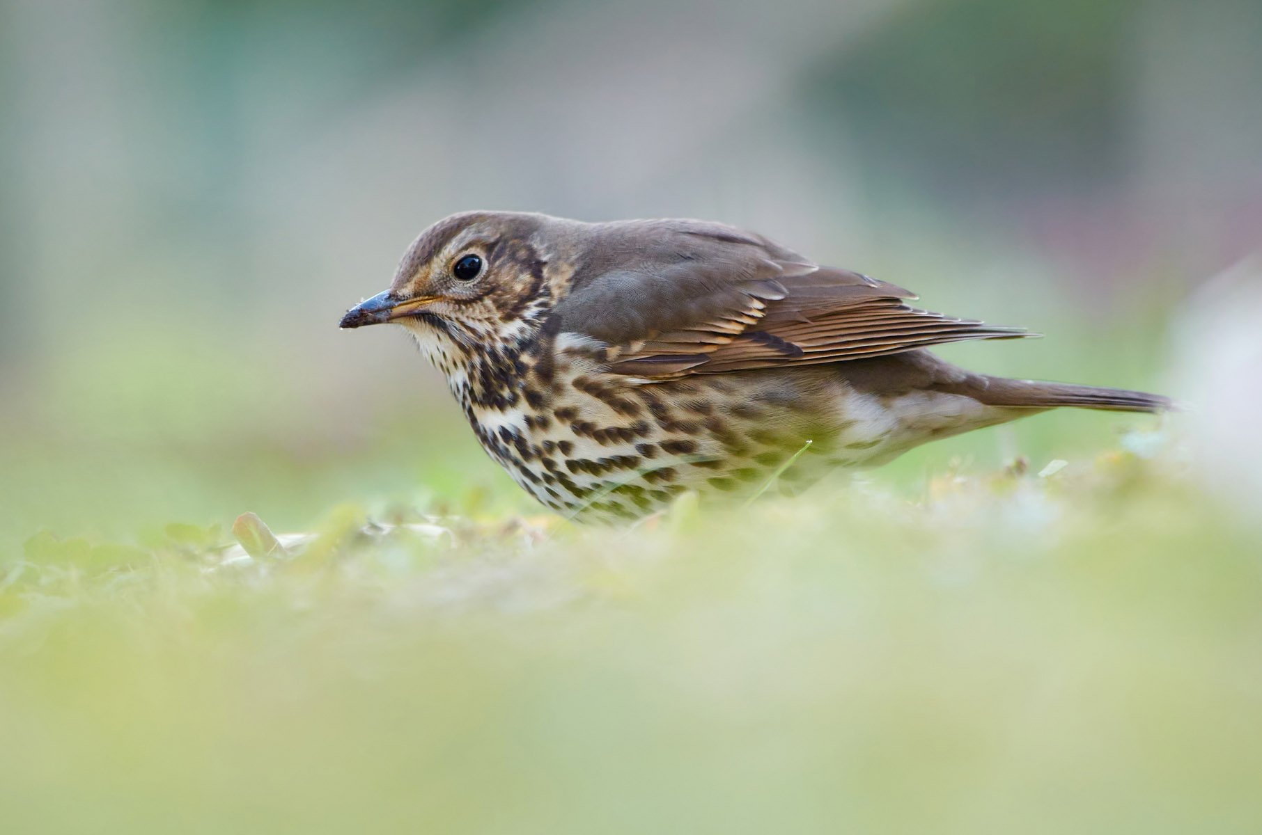 Song thrush