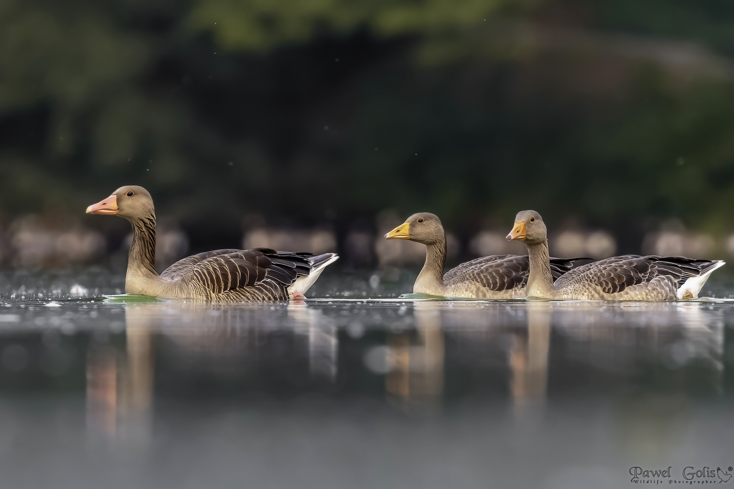 Greylag goose (Anser anser)
