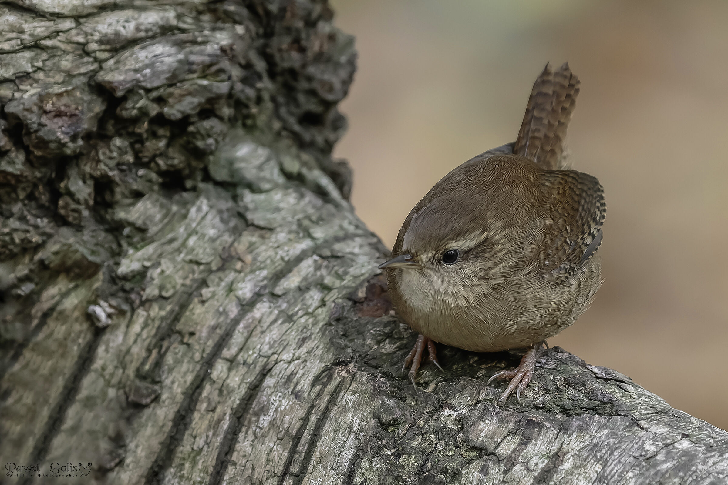 Scricciolo eurasiatico ( Troglodytes troglodytes)