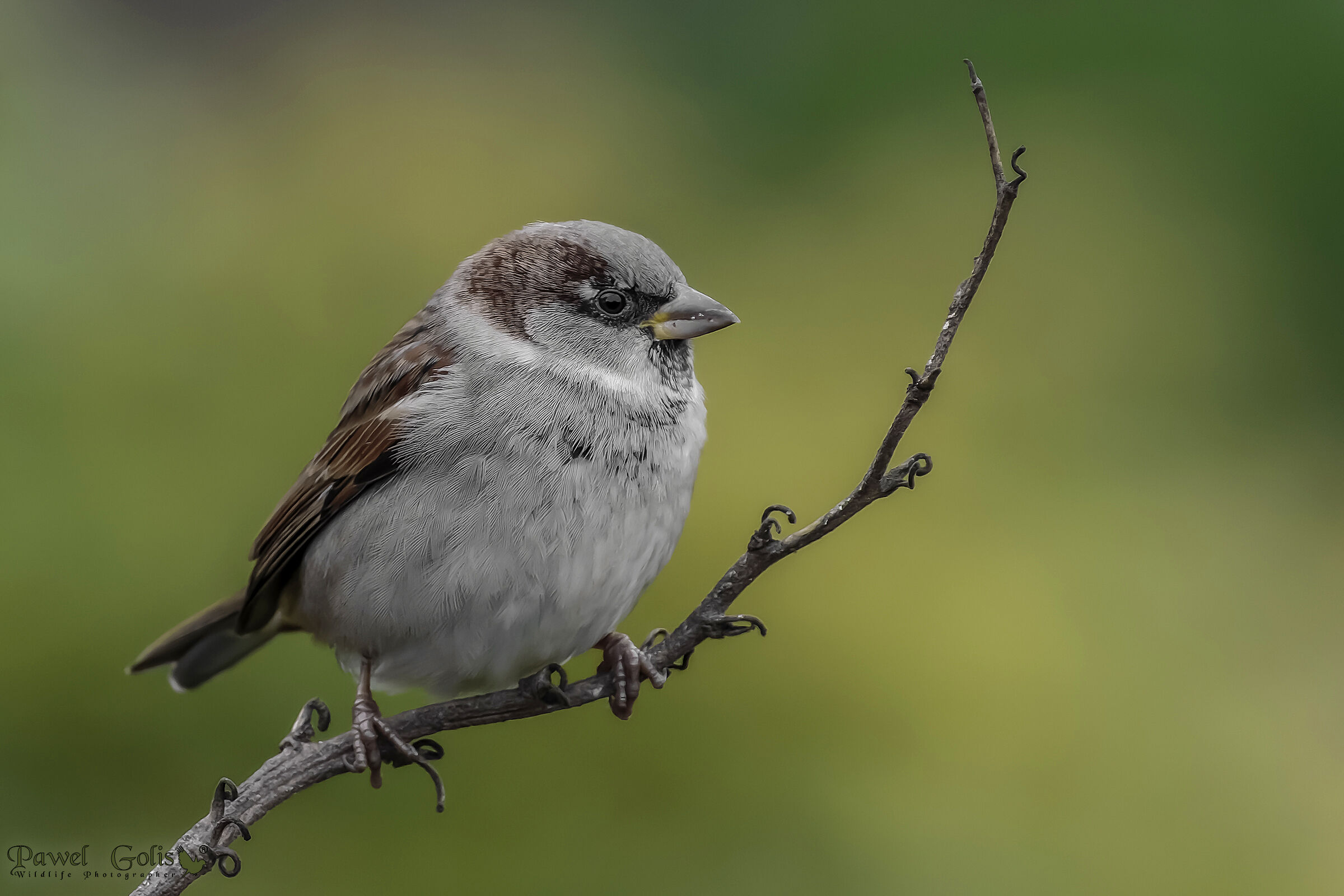 House sparrow (Passer domesticus)