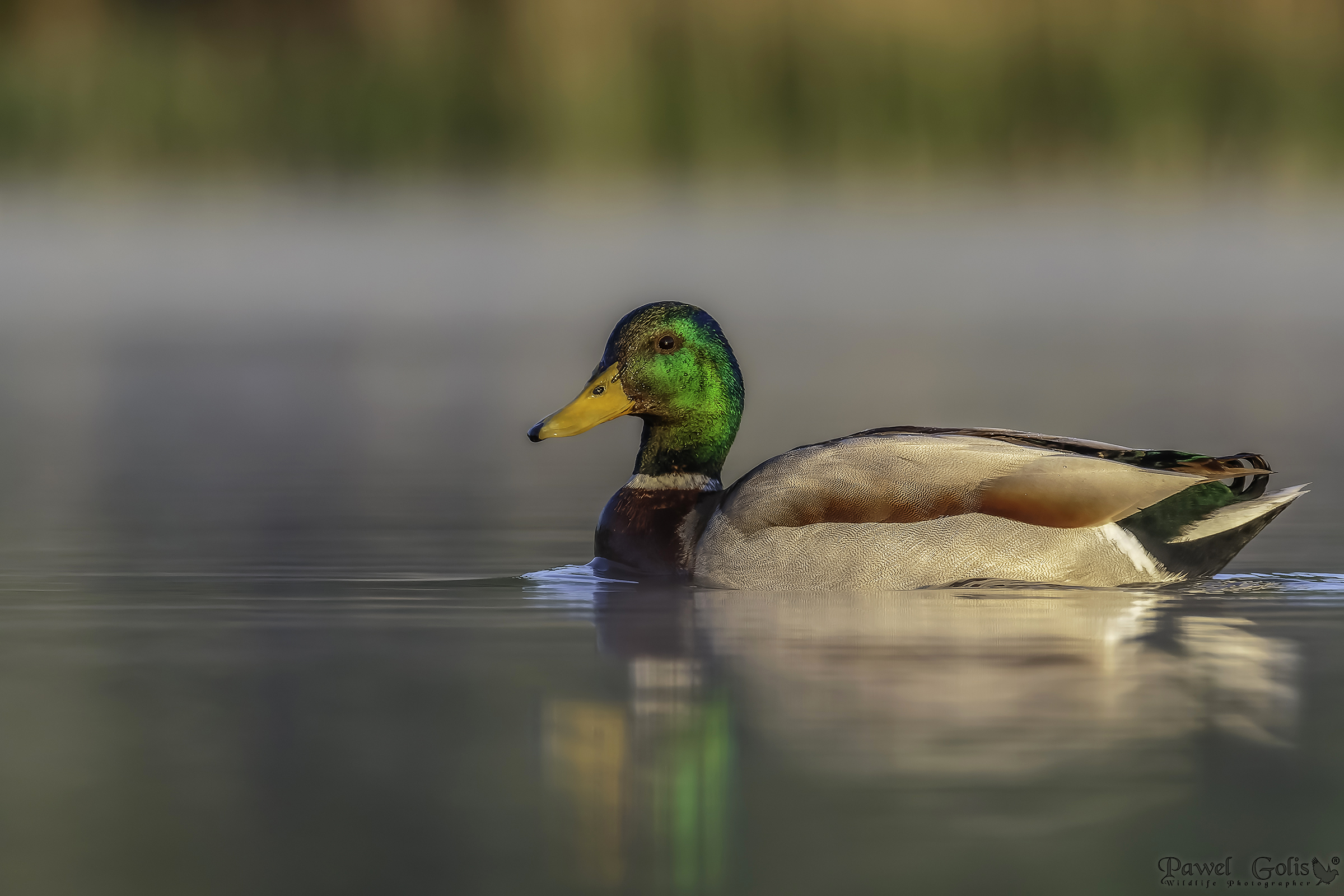 Mallard (Anas platyrhynchos)