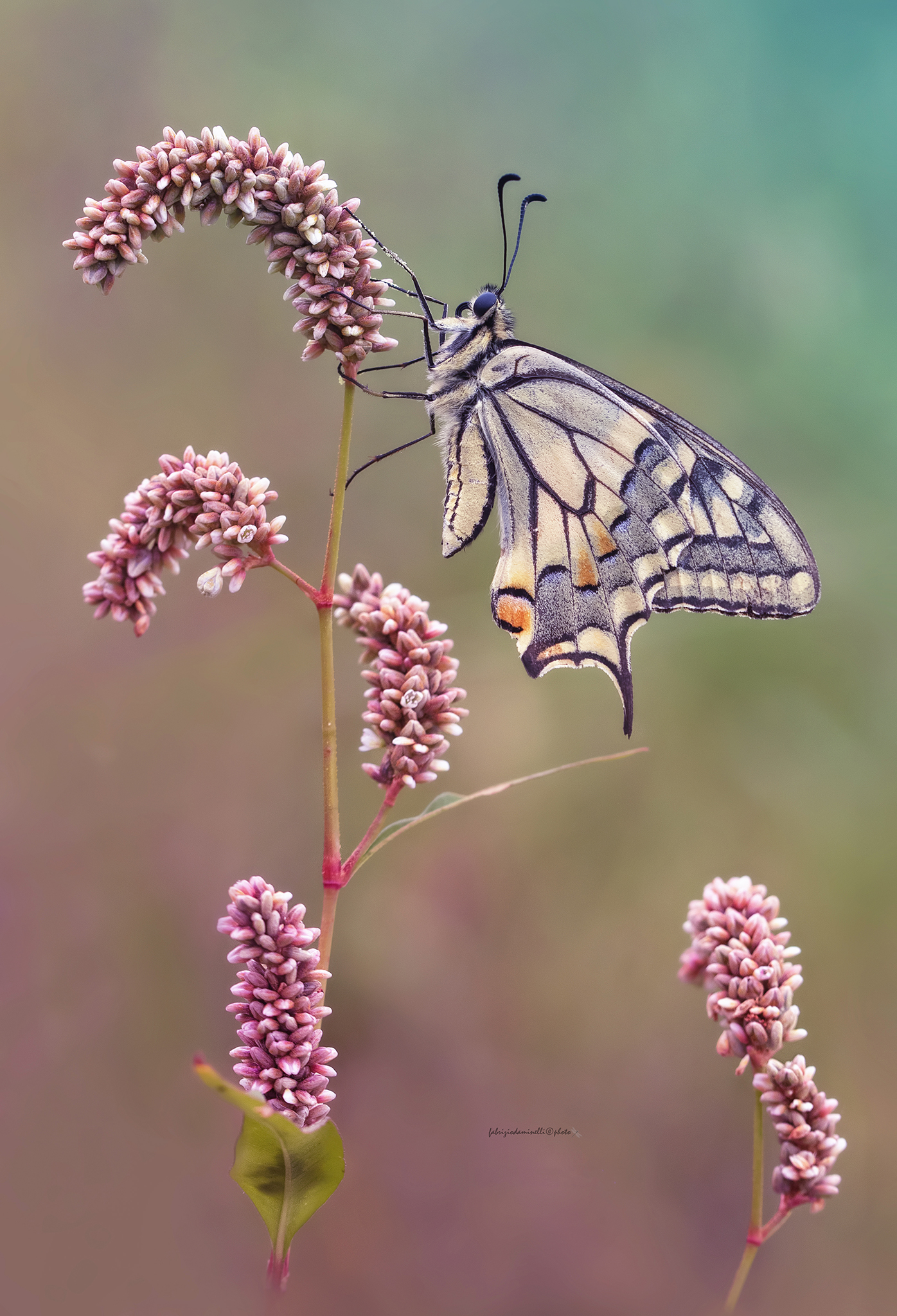 Papilio machaon