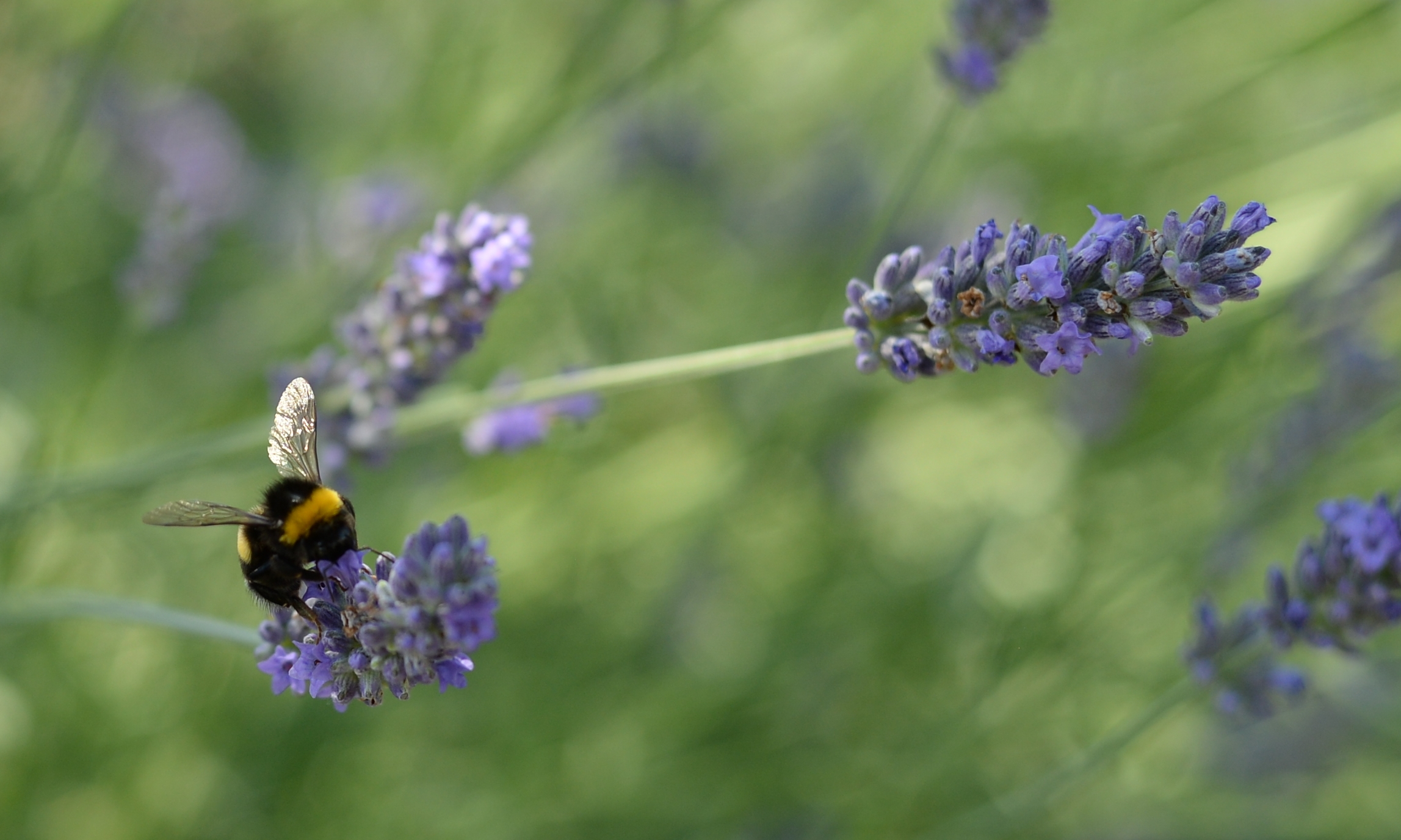 Fra i fiori di lavanda I