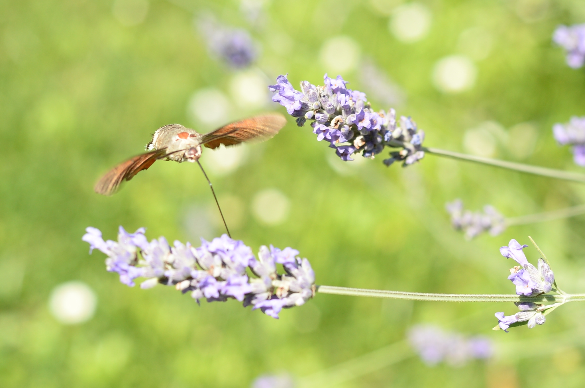 Fra i fiori di lavanda II