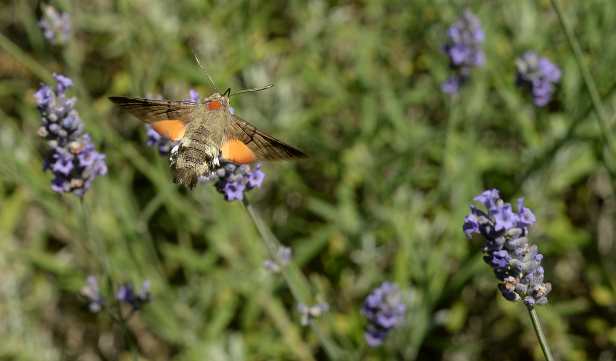 Fra i fiori di lavanda III