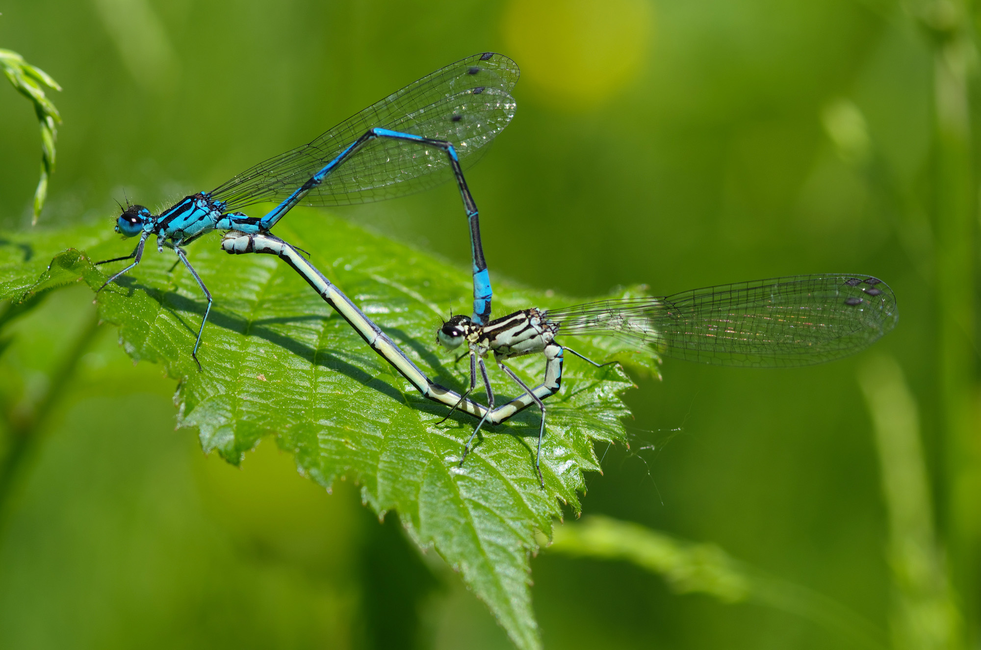 Coenagrion puella (Linnaeus, 1758) - Coenagrionida