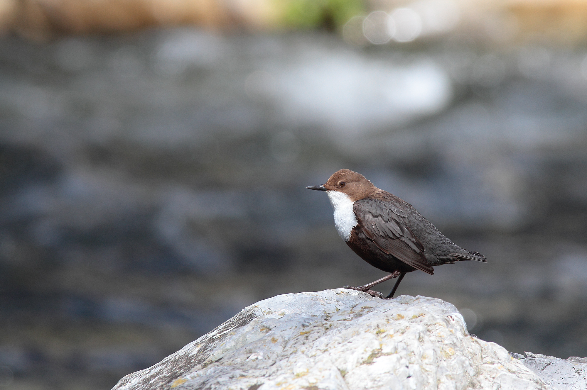 Dipper