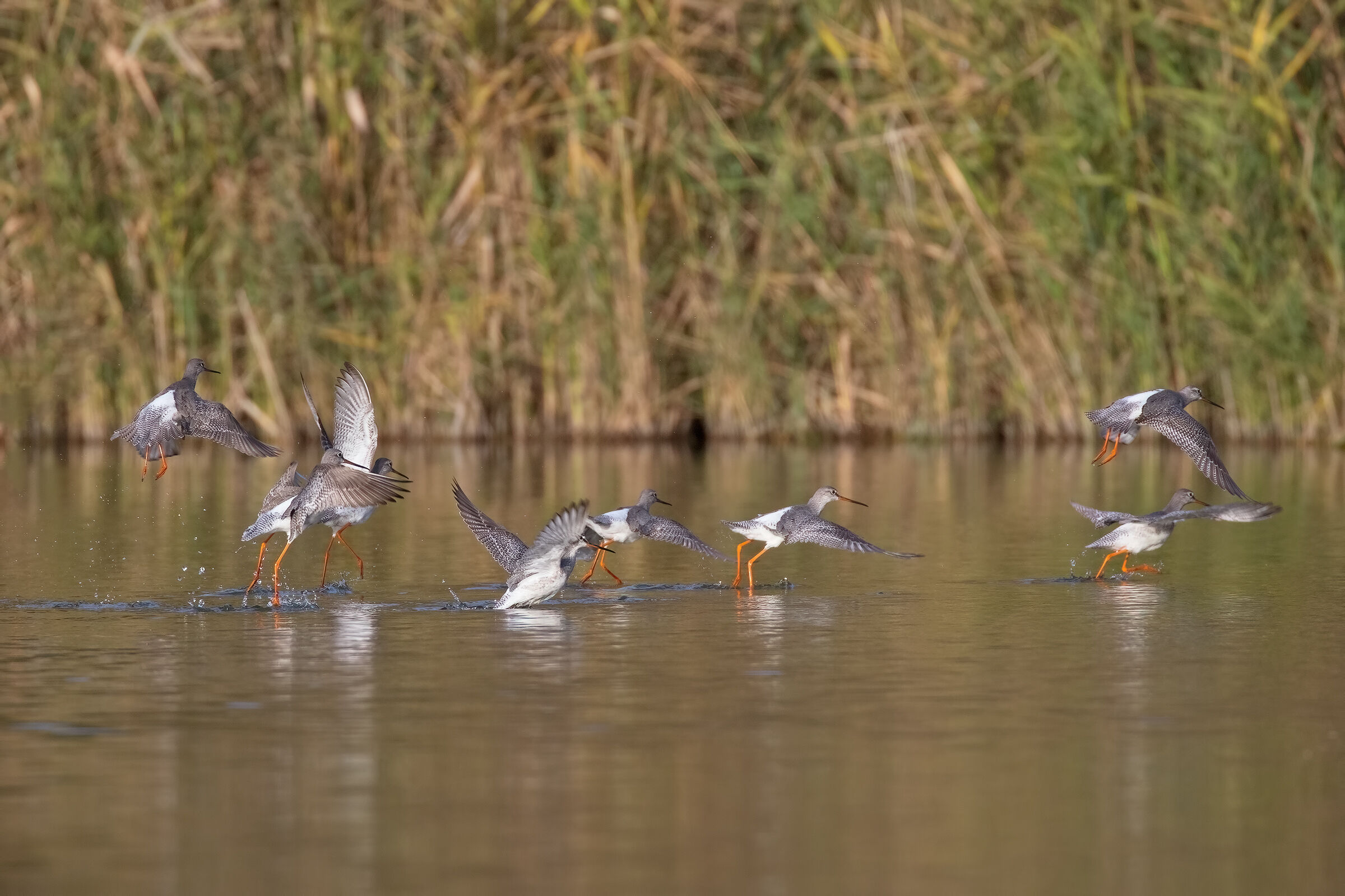Ragazzi si Parte (Totano Moro)