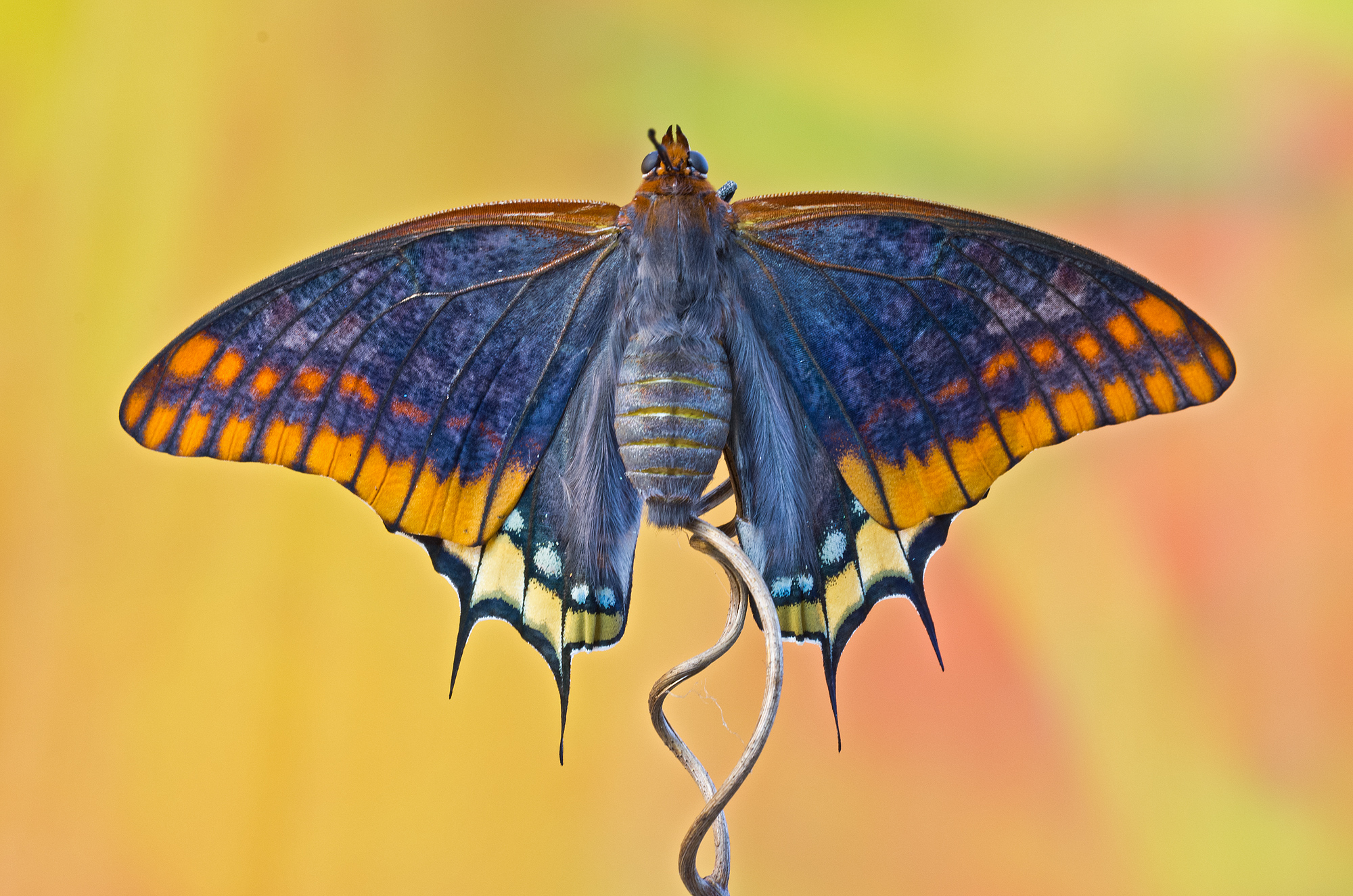 Charaxes jasius (Linnaeus, 1767) - Nymphalidae