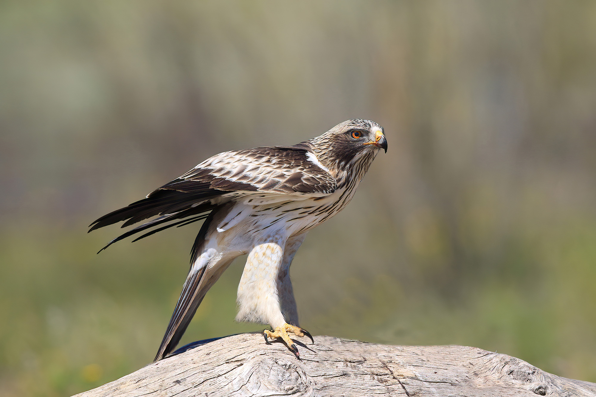 un passo avanti, aquila minore in fase bianca