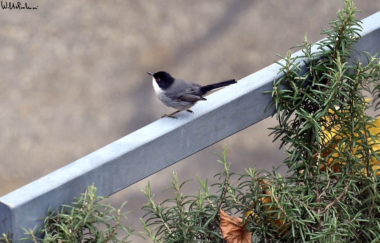 Sardinian warbler