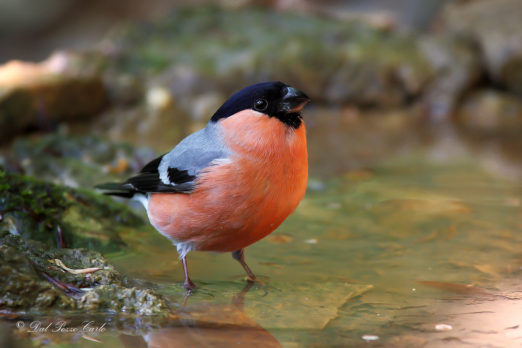 Eurasian bullfinch