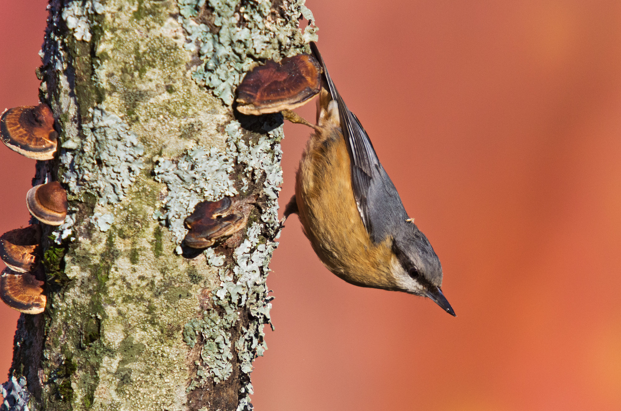 Nuthatch