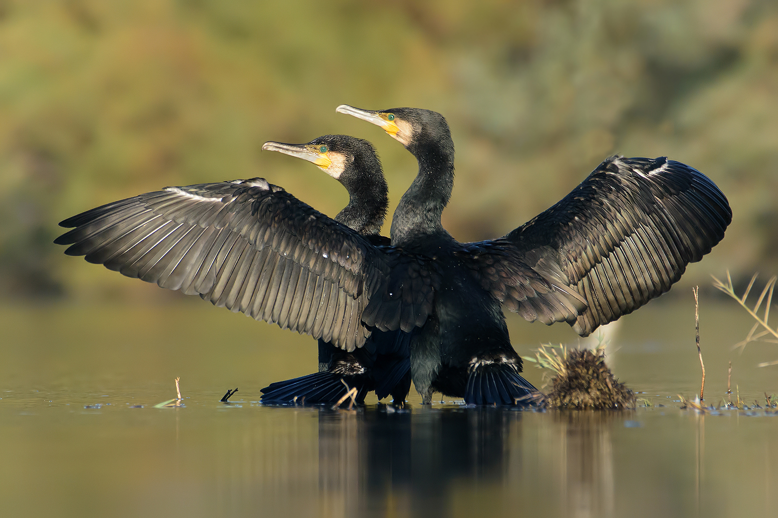 Cormorants in the sun.