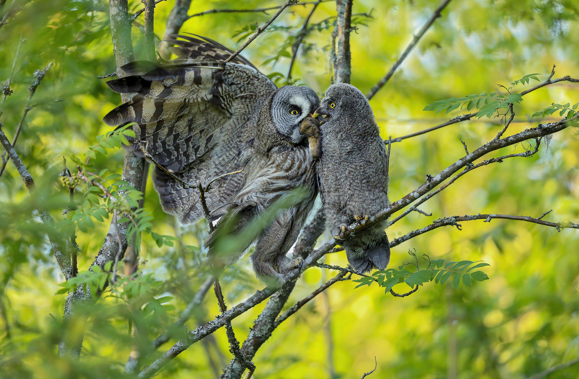 l'imbeccata dell'allocco di lapponia