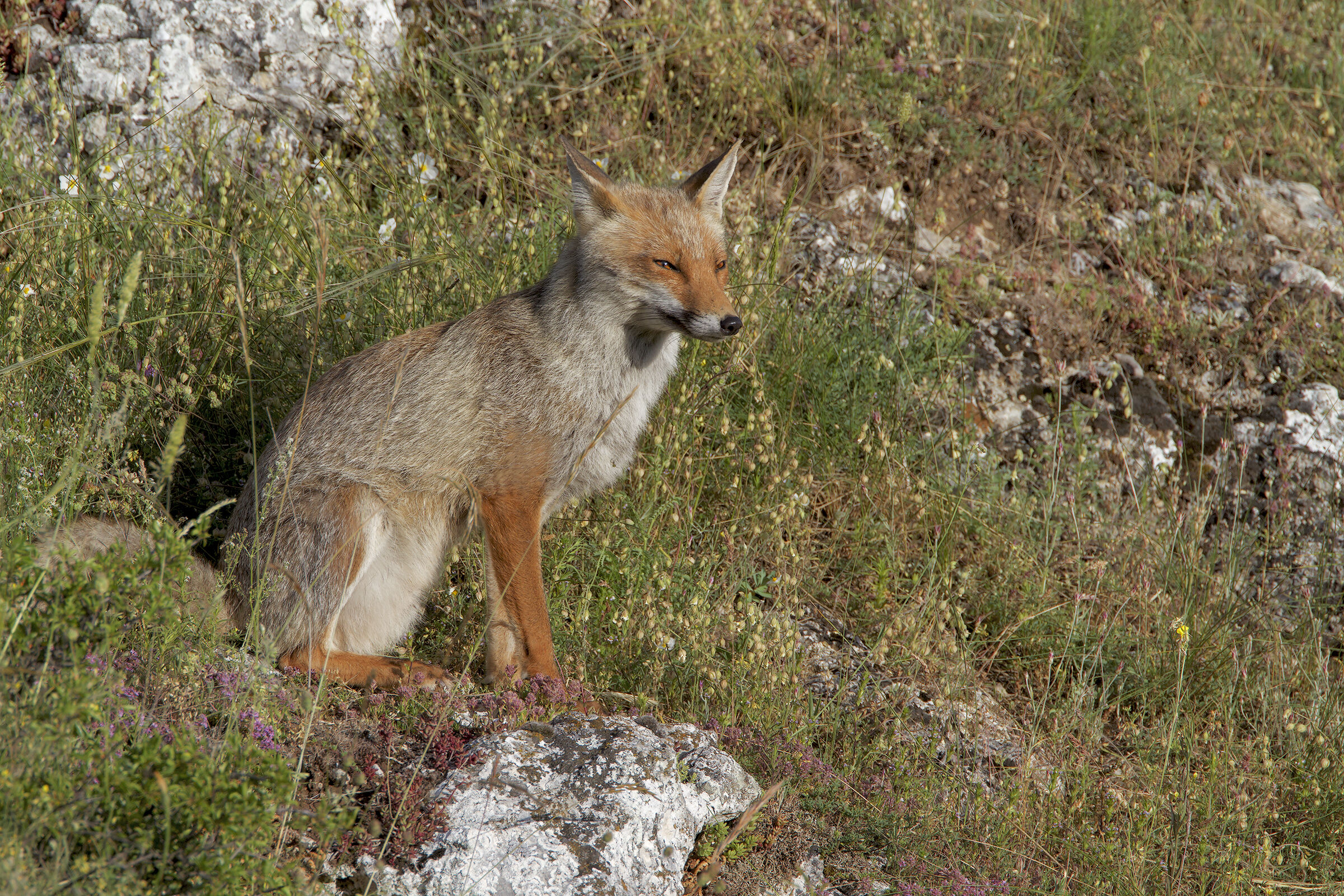 Volpe abruzzese