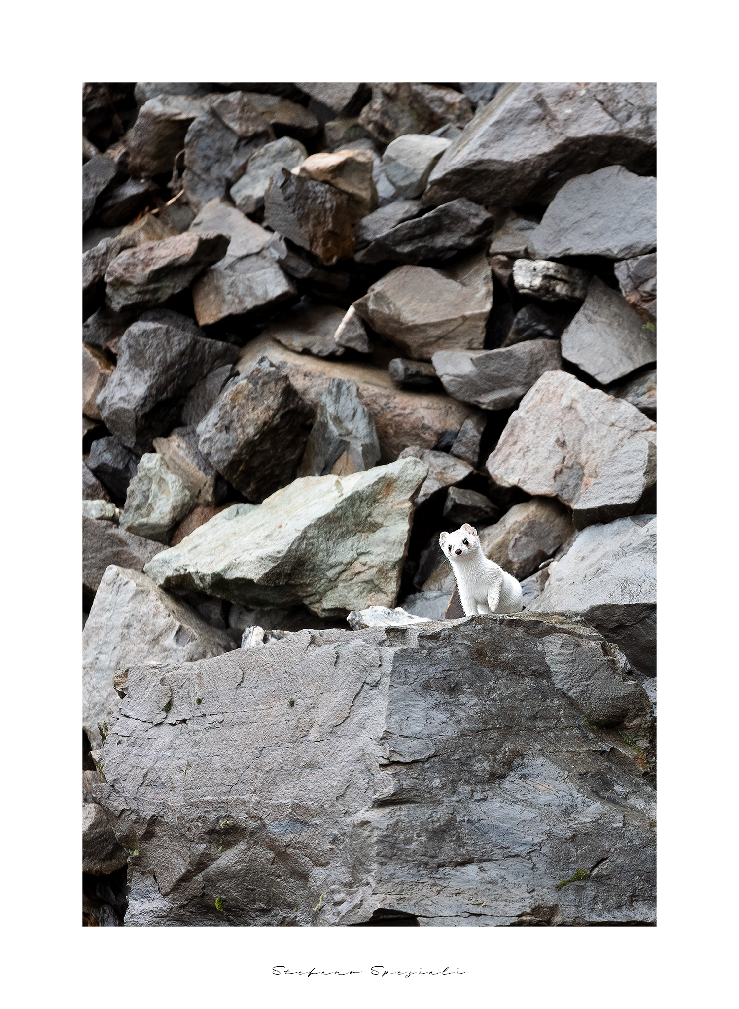 Ermine - Mustela erminea