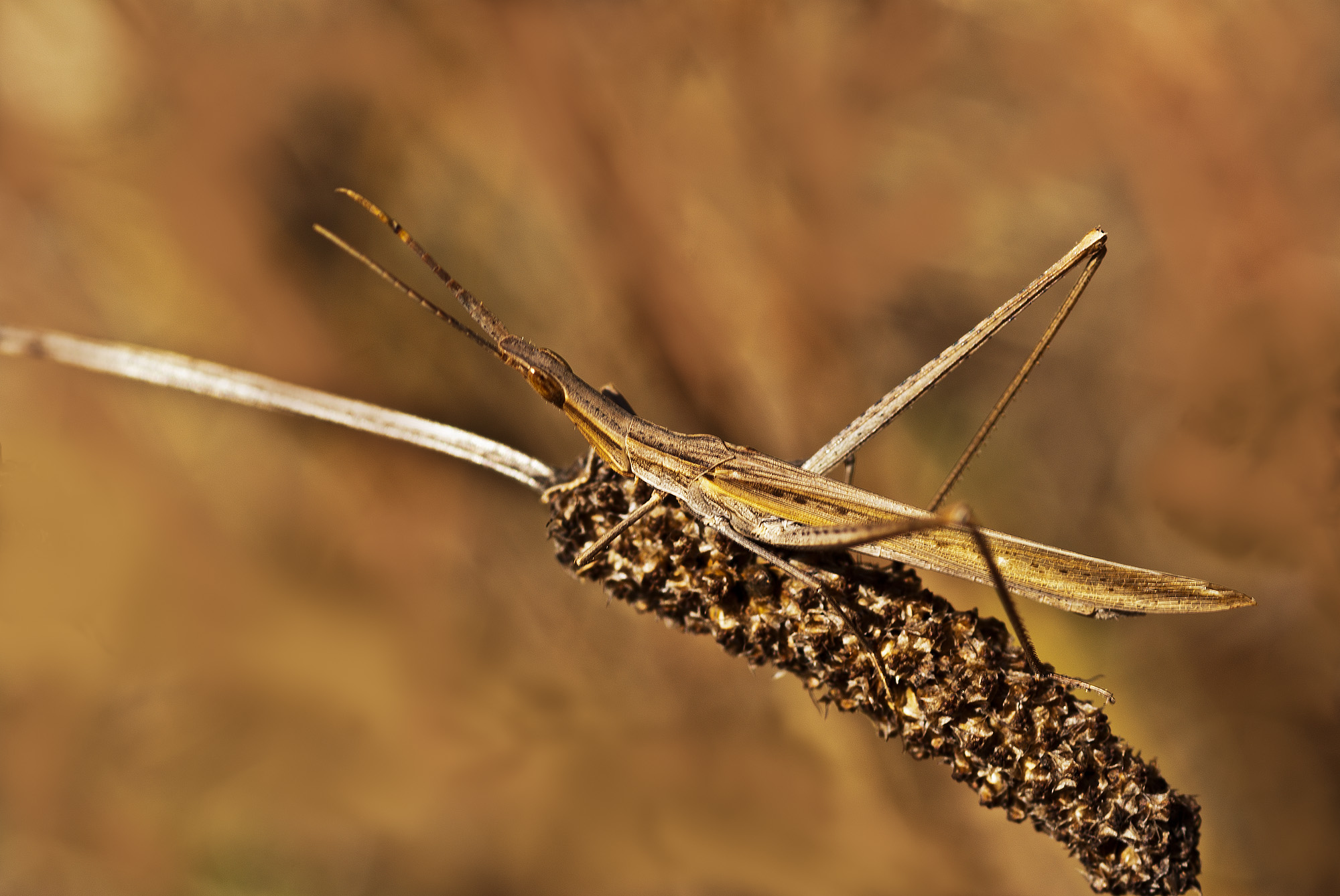 Acrida ungarica (Herbst, 1786) - Acrididae