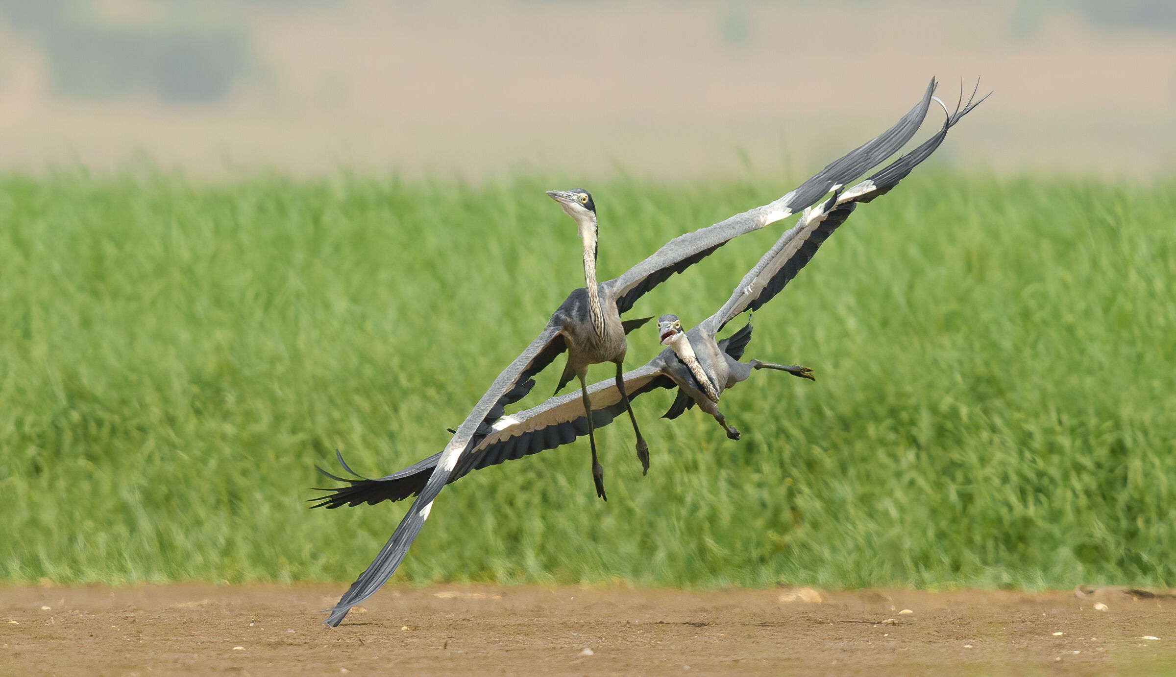 airone dalla testa nera