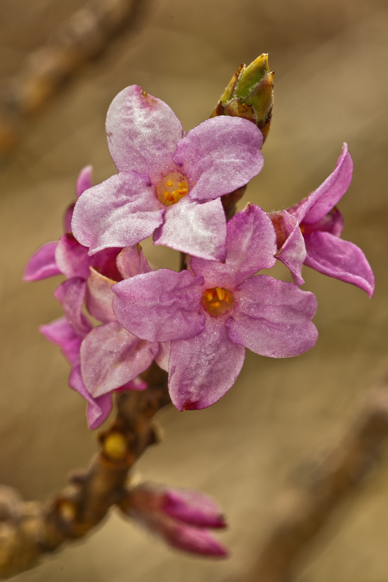 Daphne mezereum (l., 1753) - Thymelaeaceae