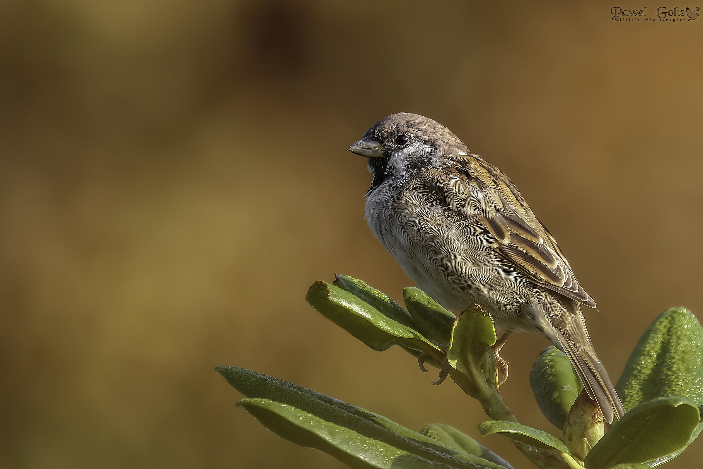 Passero domestico (Passer domesticus)