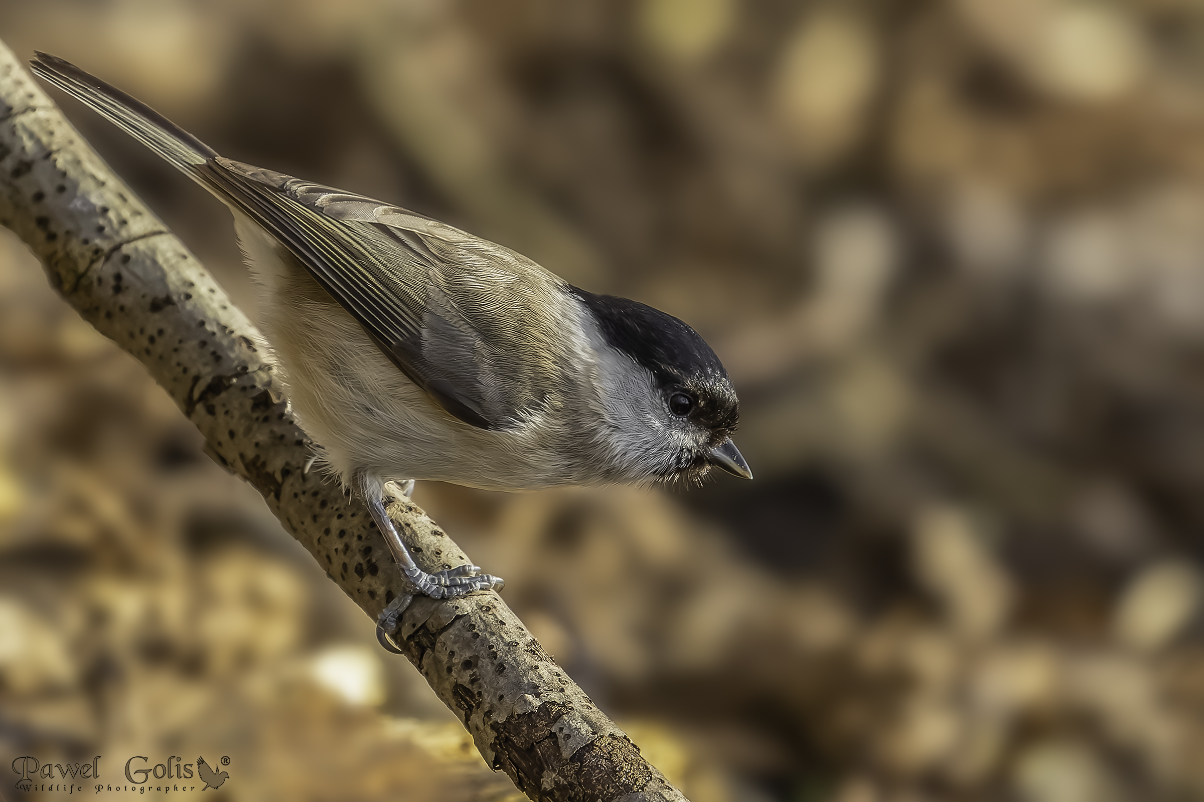 Marsh tit (Parus palustris)