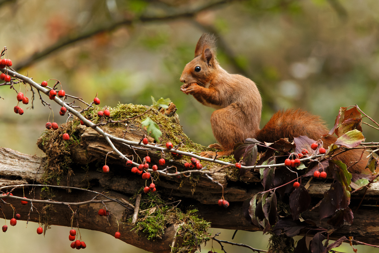 scoiattolo rosso