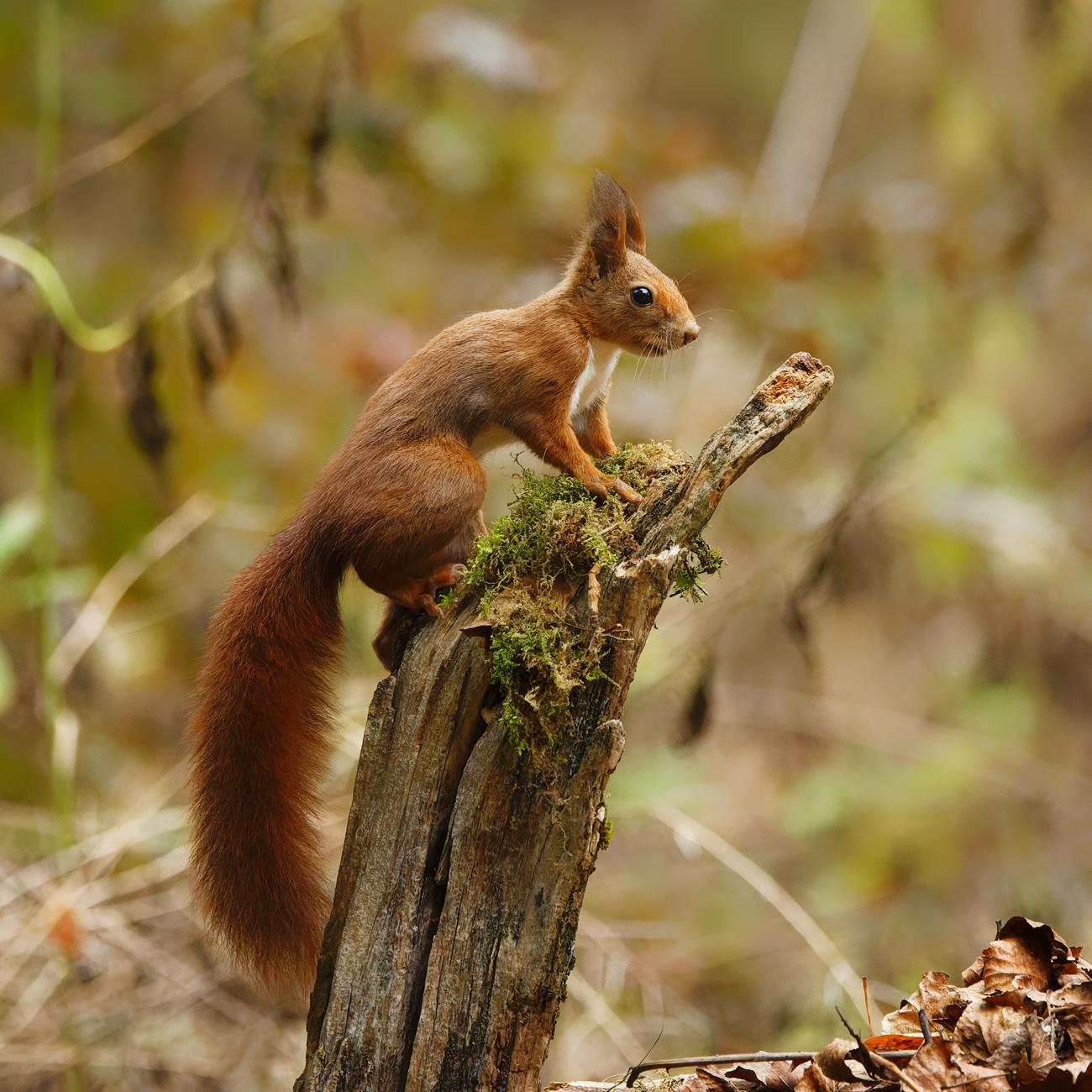 red squirrel