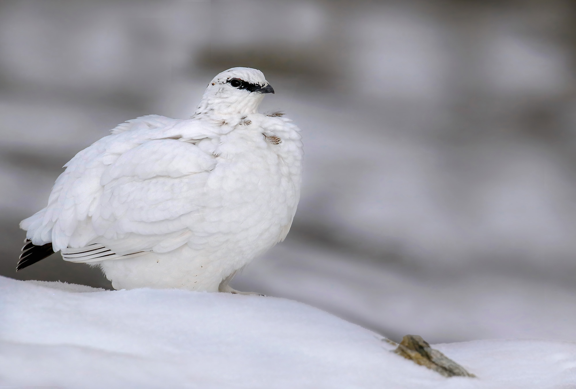 candide piume, pernice bianca