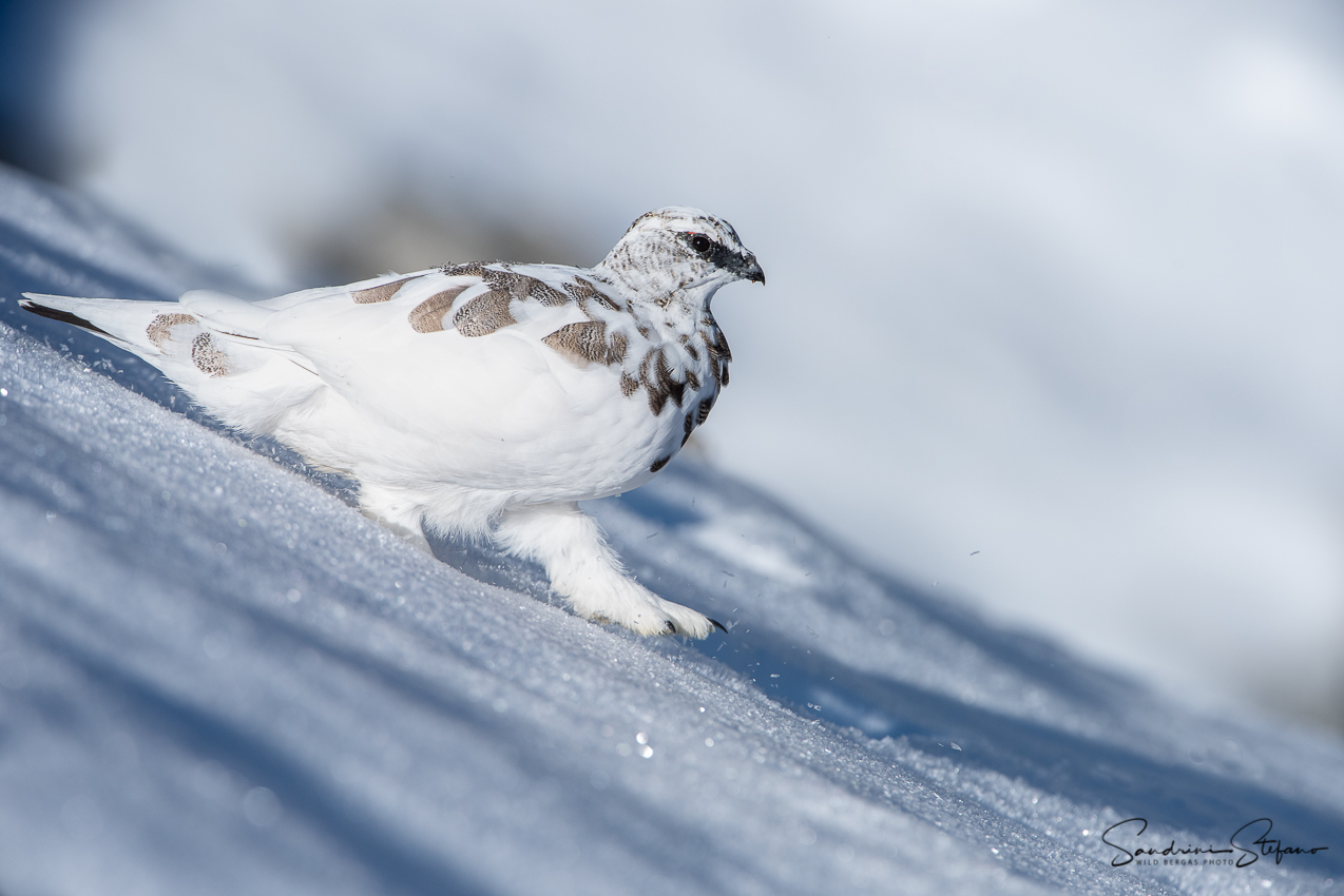 Ptarmigan