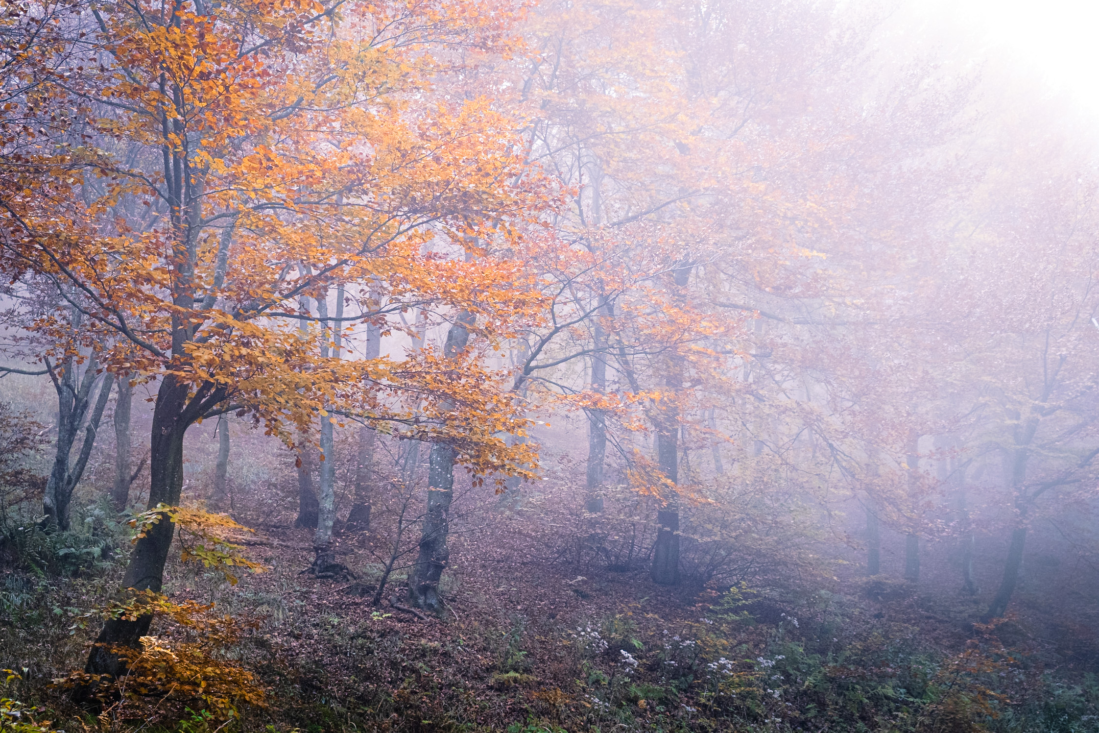 The misty forest