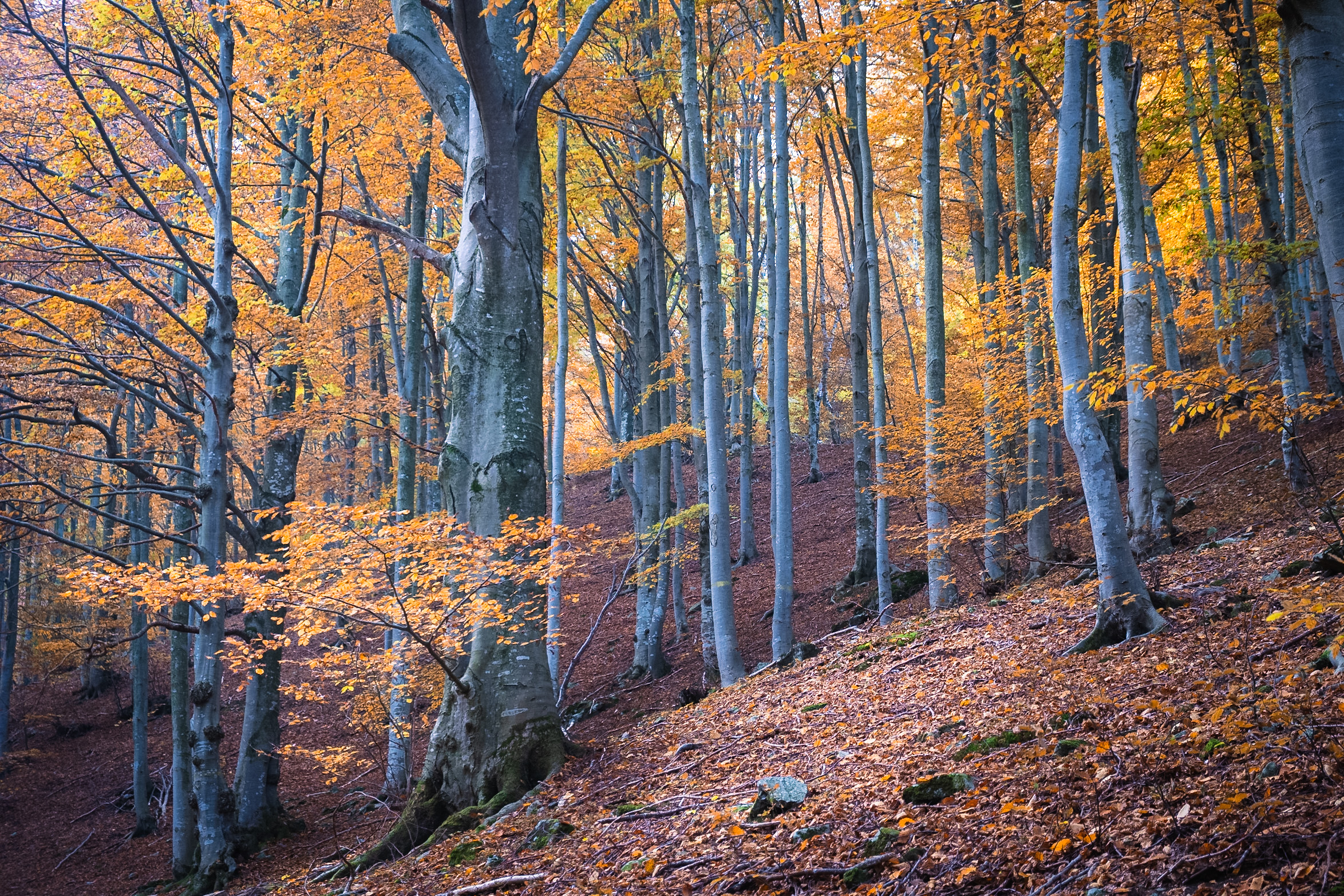 Oasi Zegna, Autumn